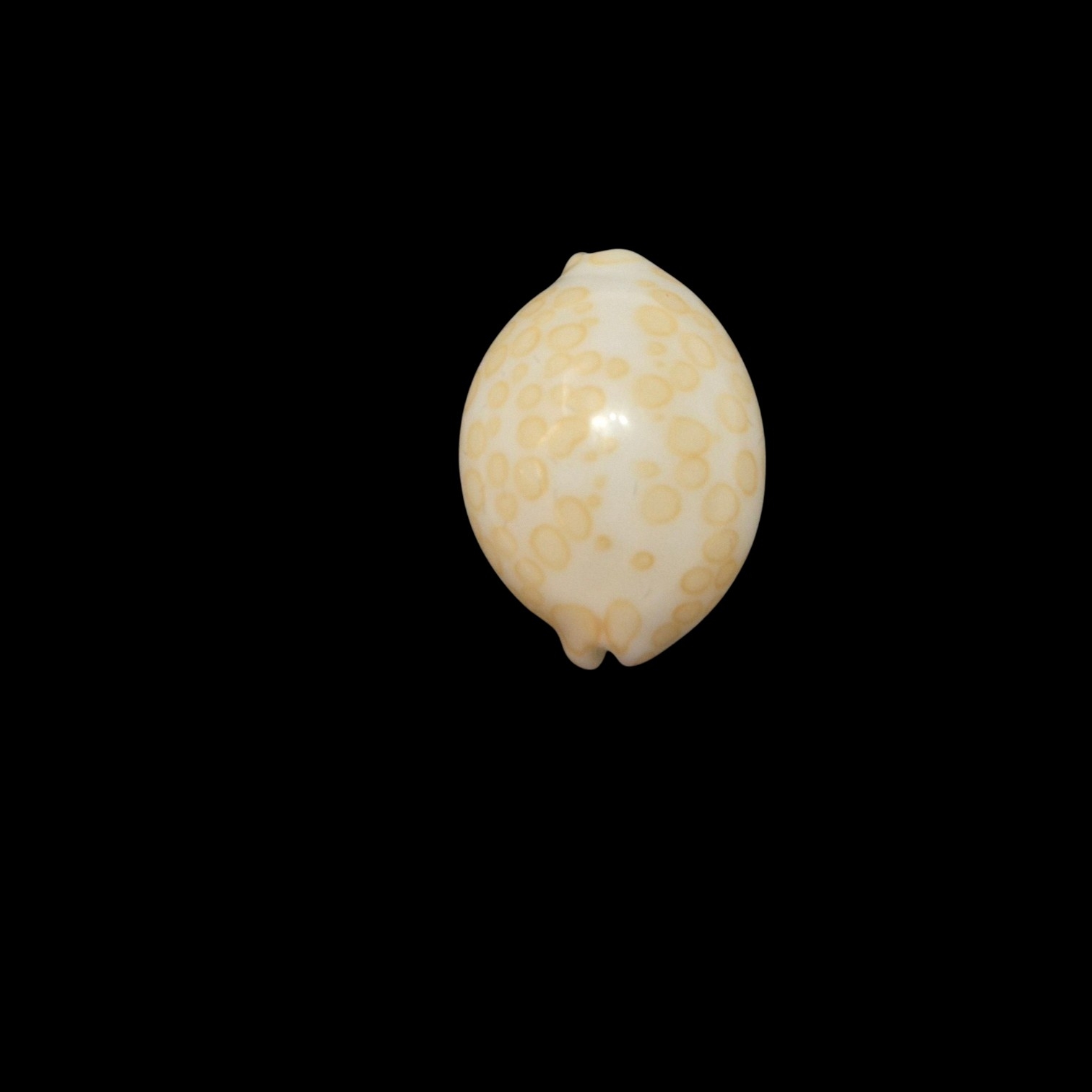 BC442 Annepona mariae - GOOD SIZE - Image 5