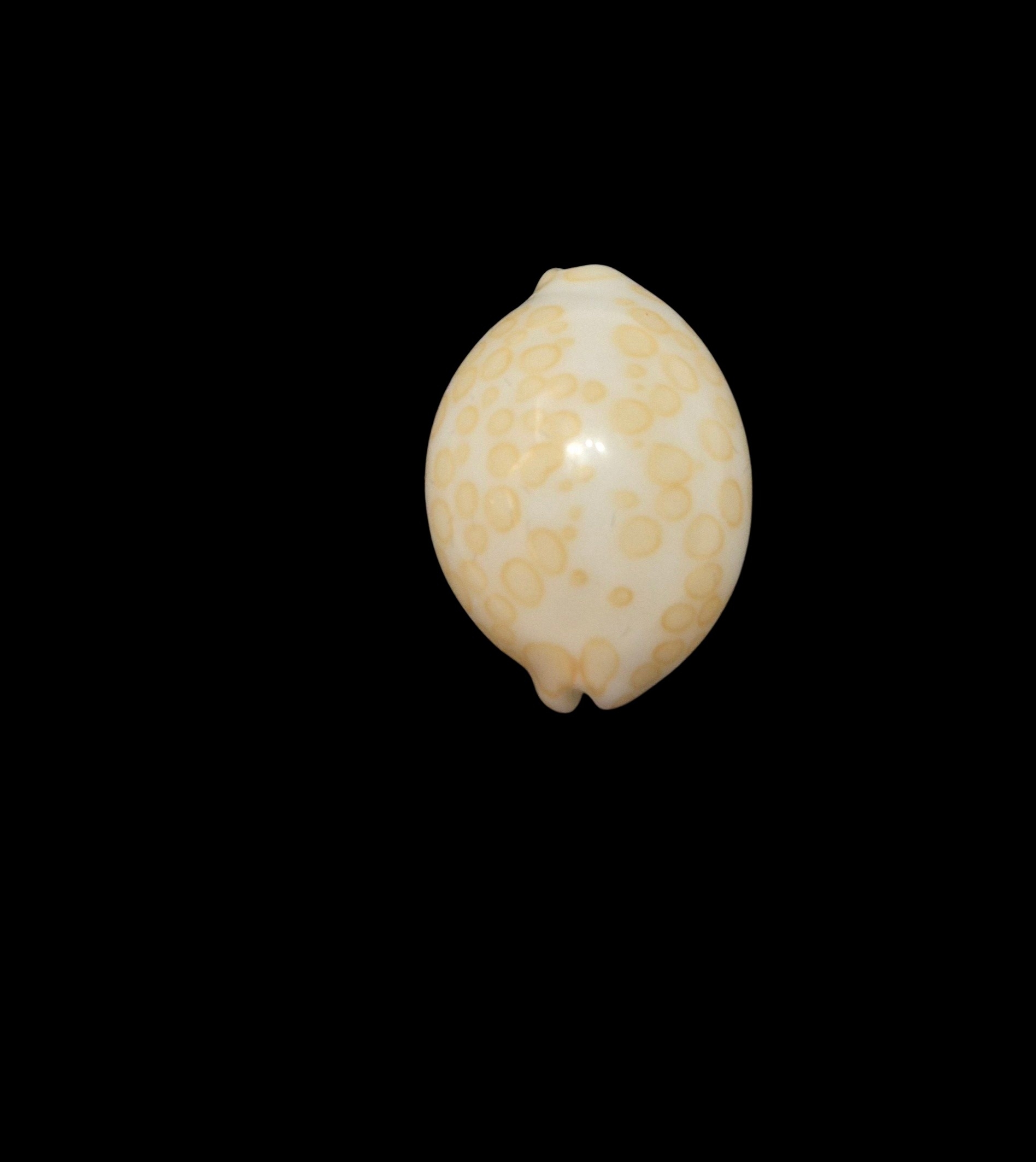 BC442 Annepona mariae - GOOD SIZE - Image 6