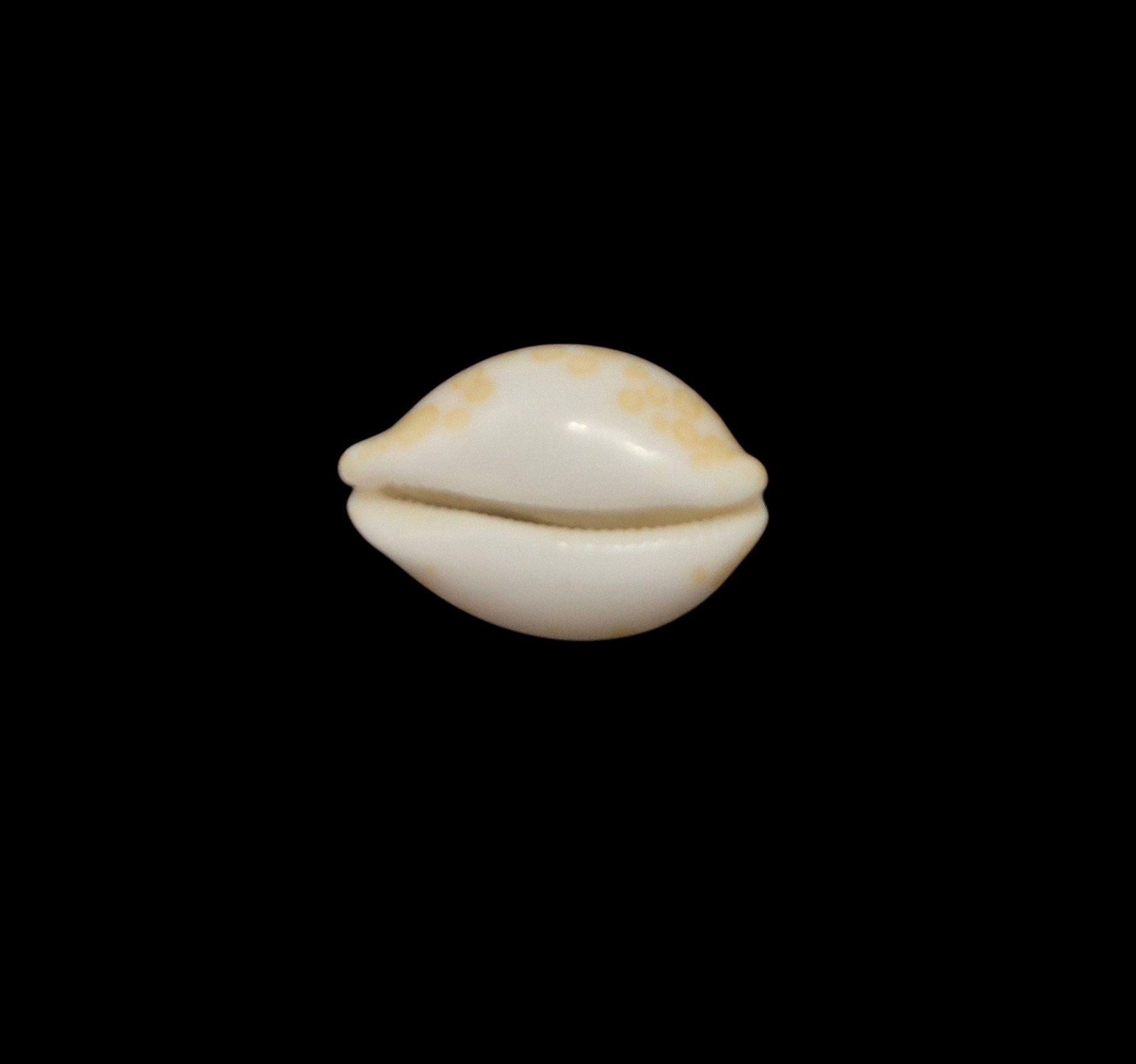 BC442 Annepona mariae - GOOD SIZE - Image 2
