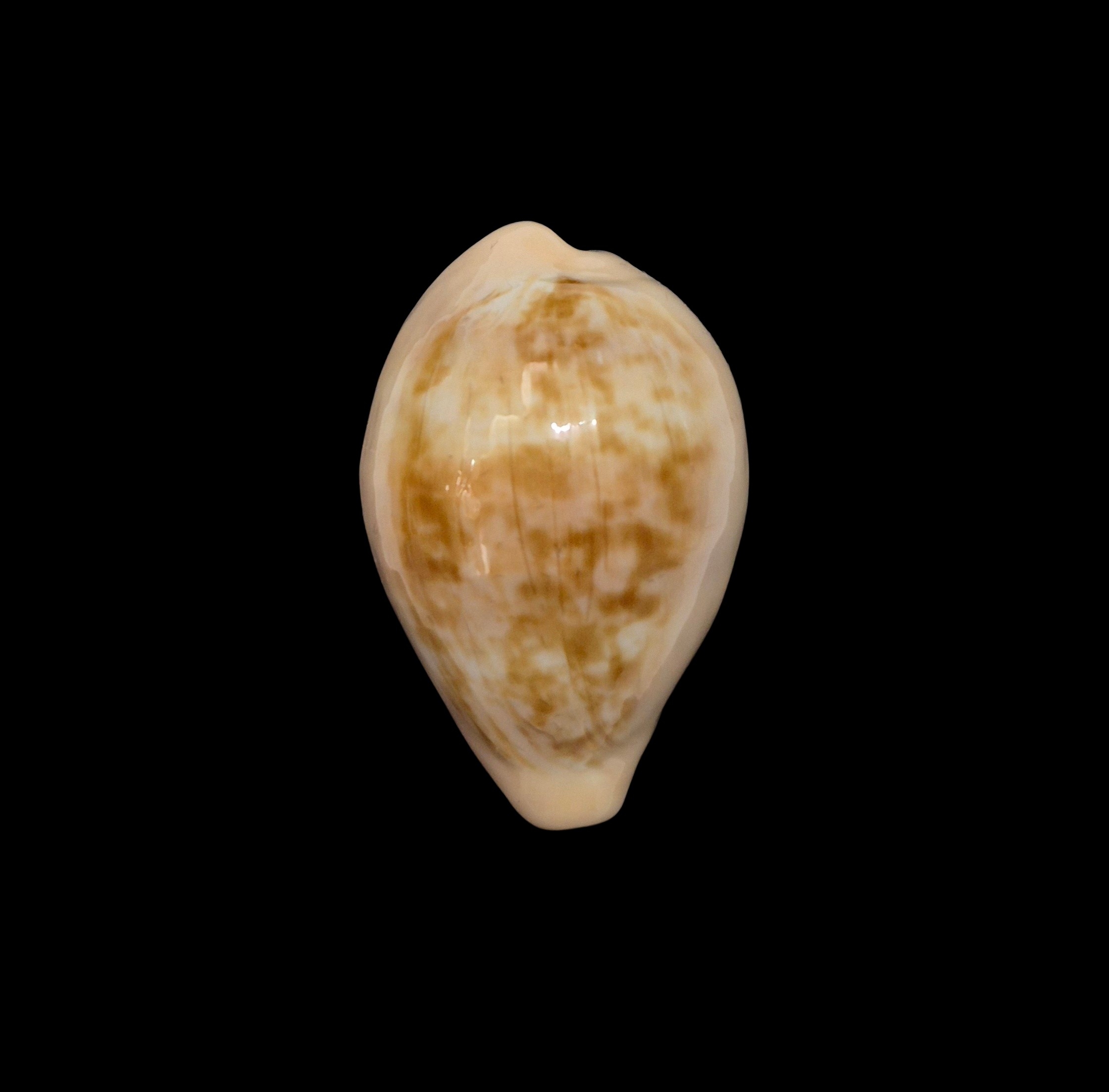 BC415 Zonaria angelicae - XL SIZE - Image 2