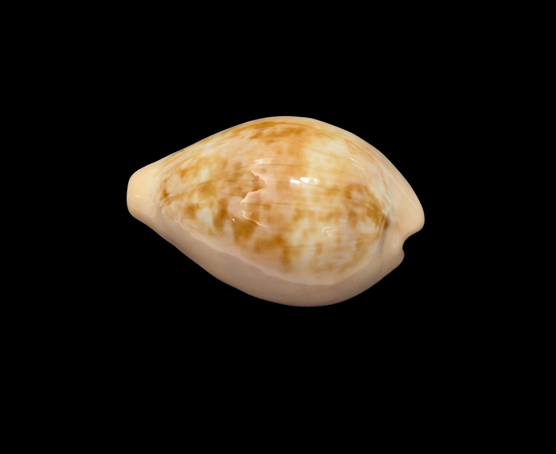 BC415 Zonaria angelicae - XL SIZE - Image 3
