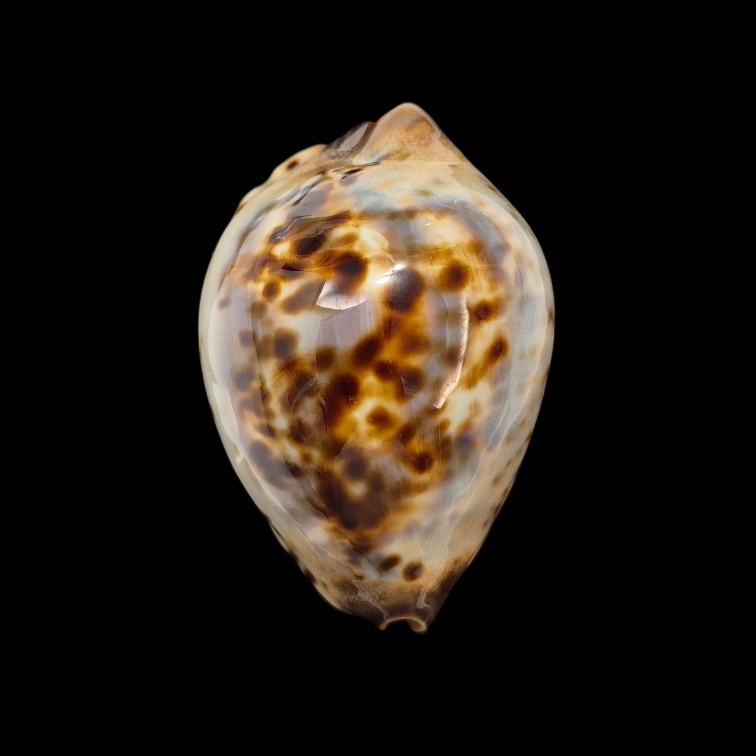 BC437 Zoila jeaniana jeaniana - CAPE CUVIER FORM