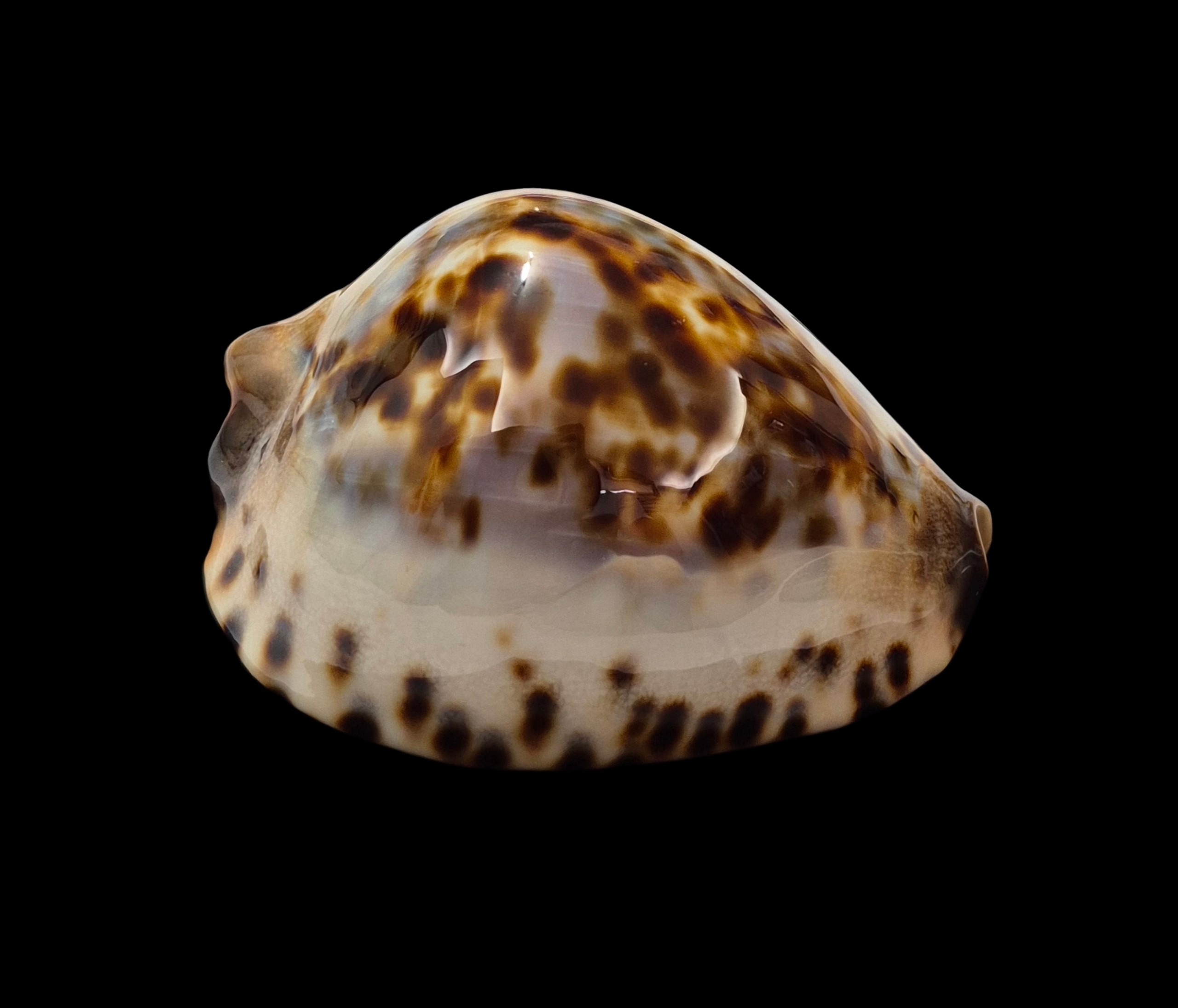 BC437 Zoila jeaniana jeaniana - CAPE CUVIER FORM - Image 2