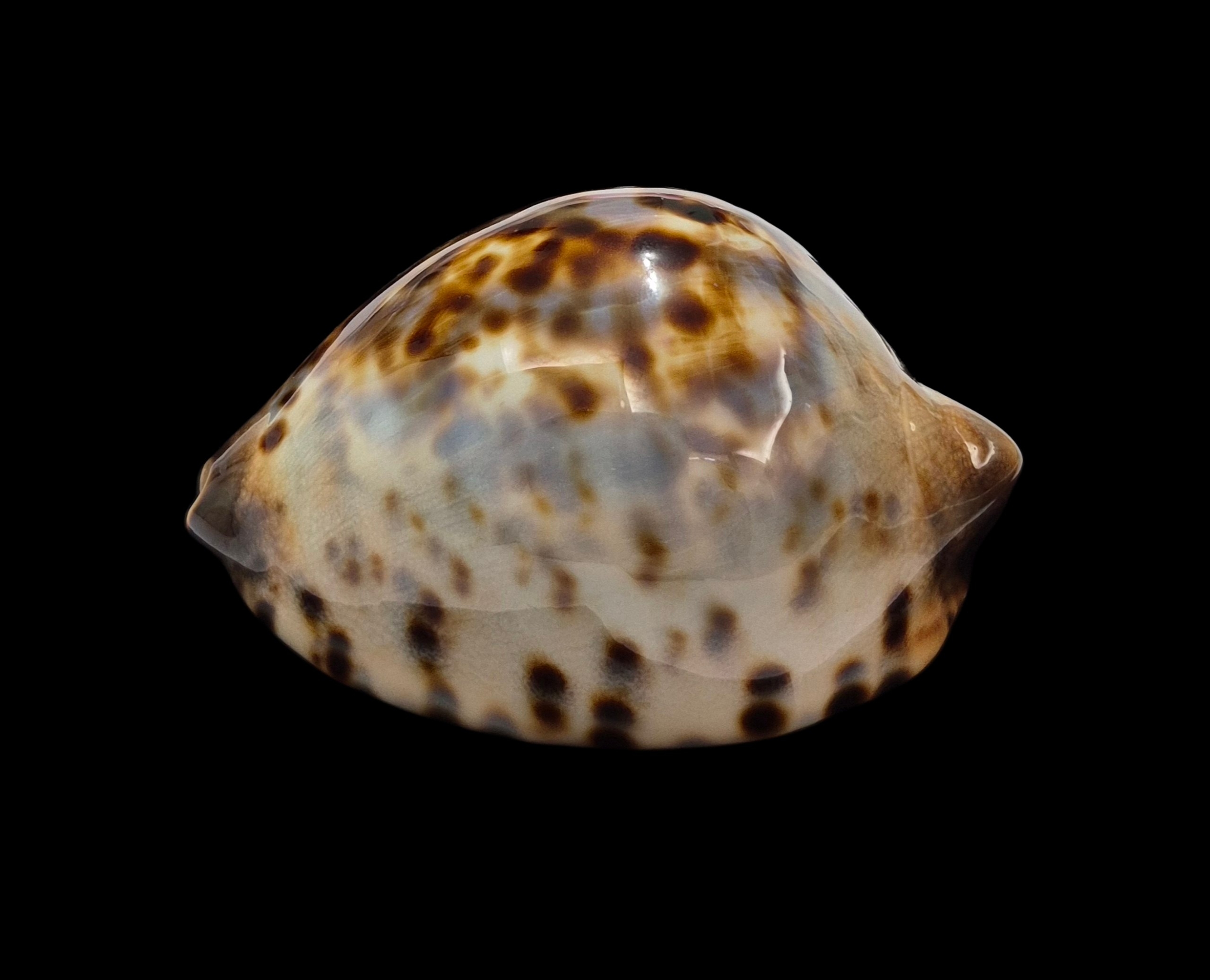 BC437 Zoila jeaniana jeaniana - CAPE CUVIER FORM - Image 3