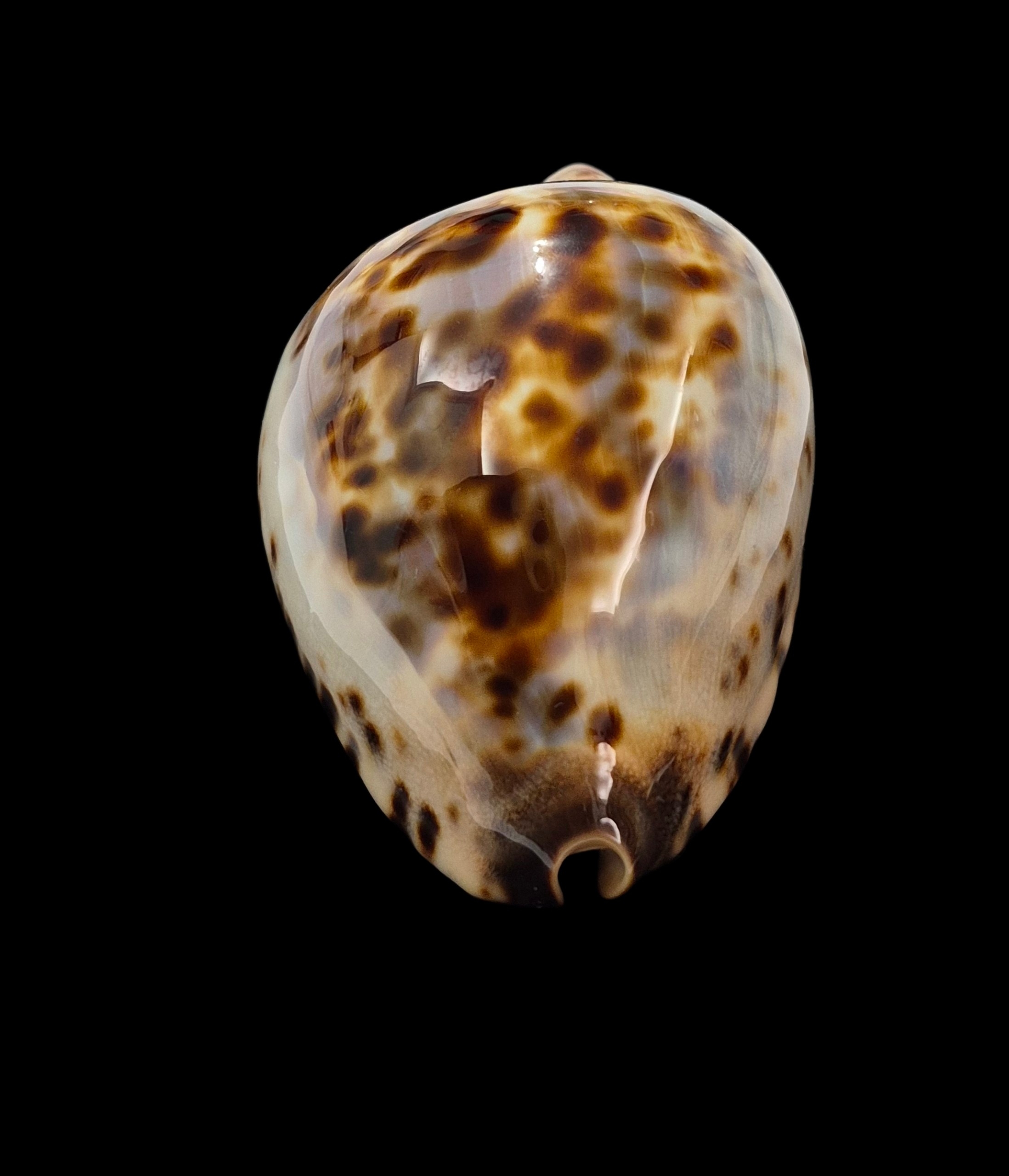 BC437 Zoila jeaniana jeaniana - CAPE CUVIER FORM - Image 6
