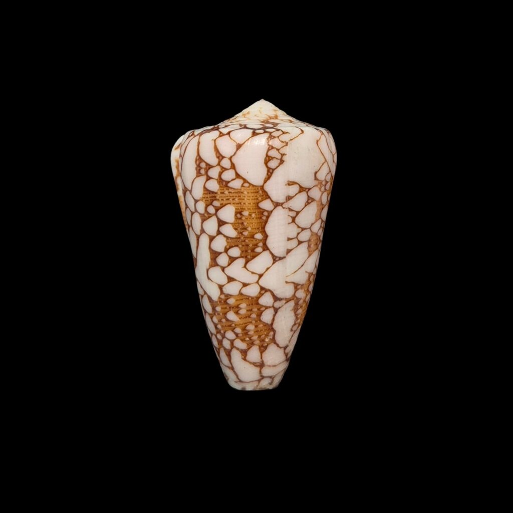 BC424 Conus ganensis - MALDIVES