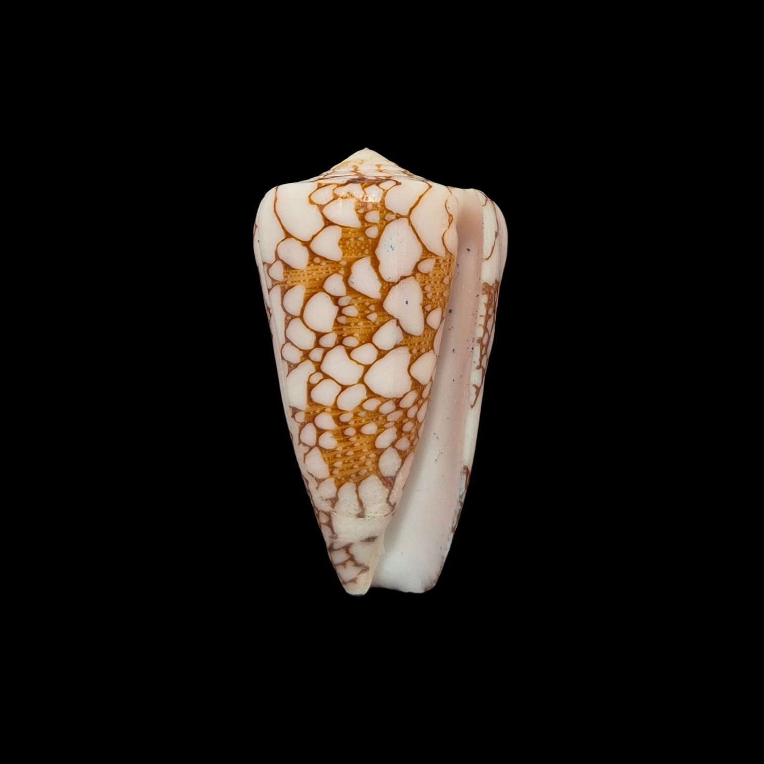 BC424 Conus ganensis - MALDIVES - Image 2
