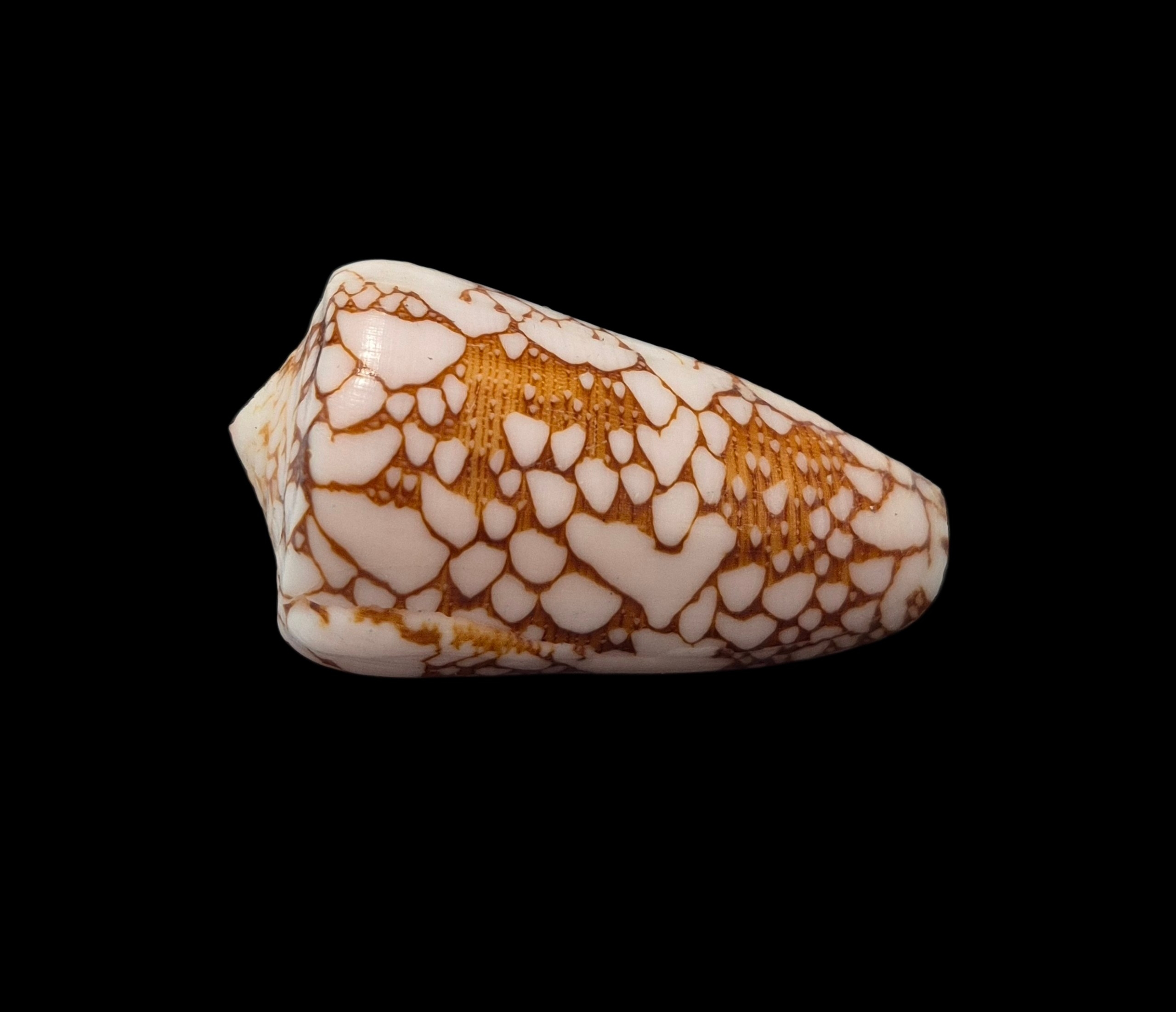 BC424 Conus ganensis - MALDIVES - Image 3