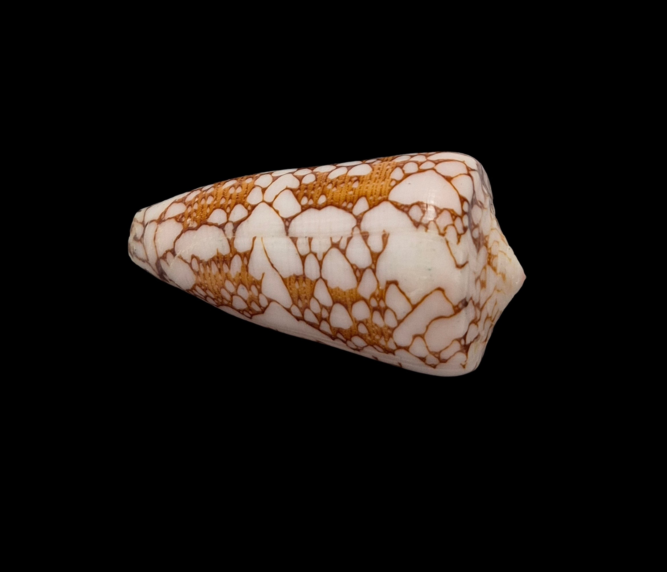 BC424 Conus ganensis - MALDIVES - Image 4