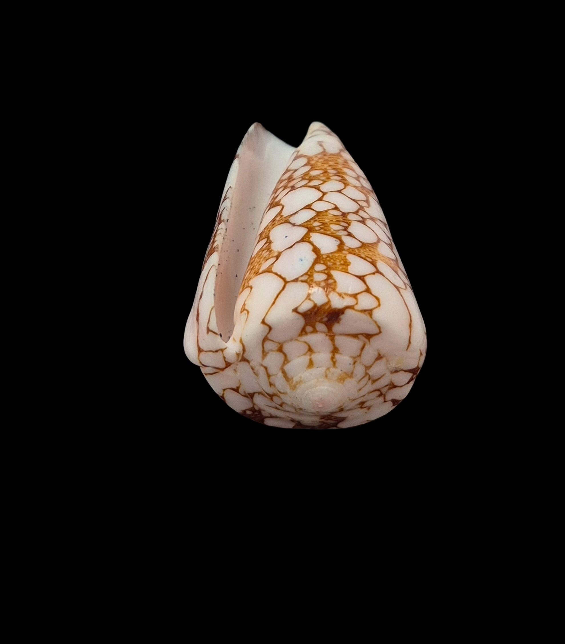 BC424 Conus ganensis - MALDIVES - Image 5