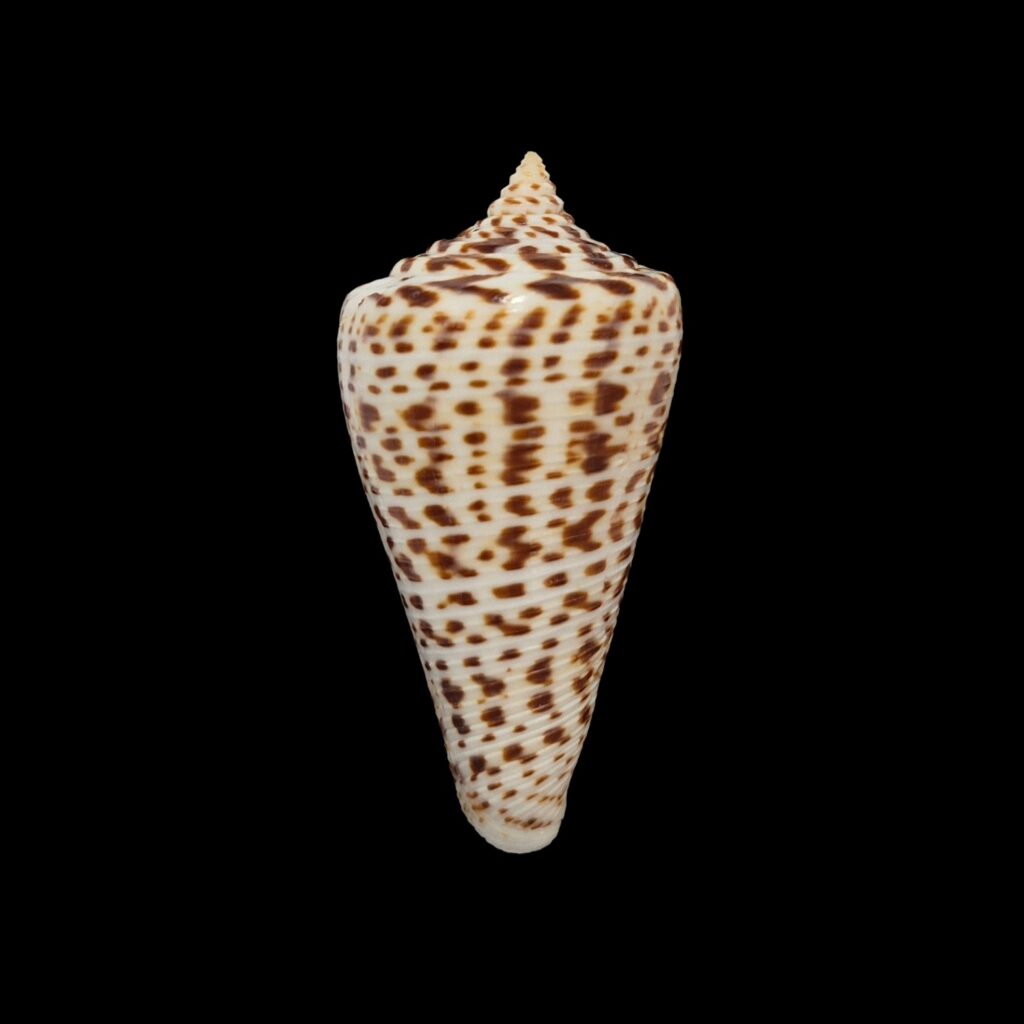 BC426 Conus spurius f. lorenzianus w/o - LARGE