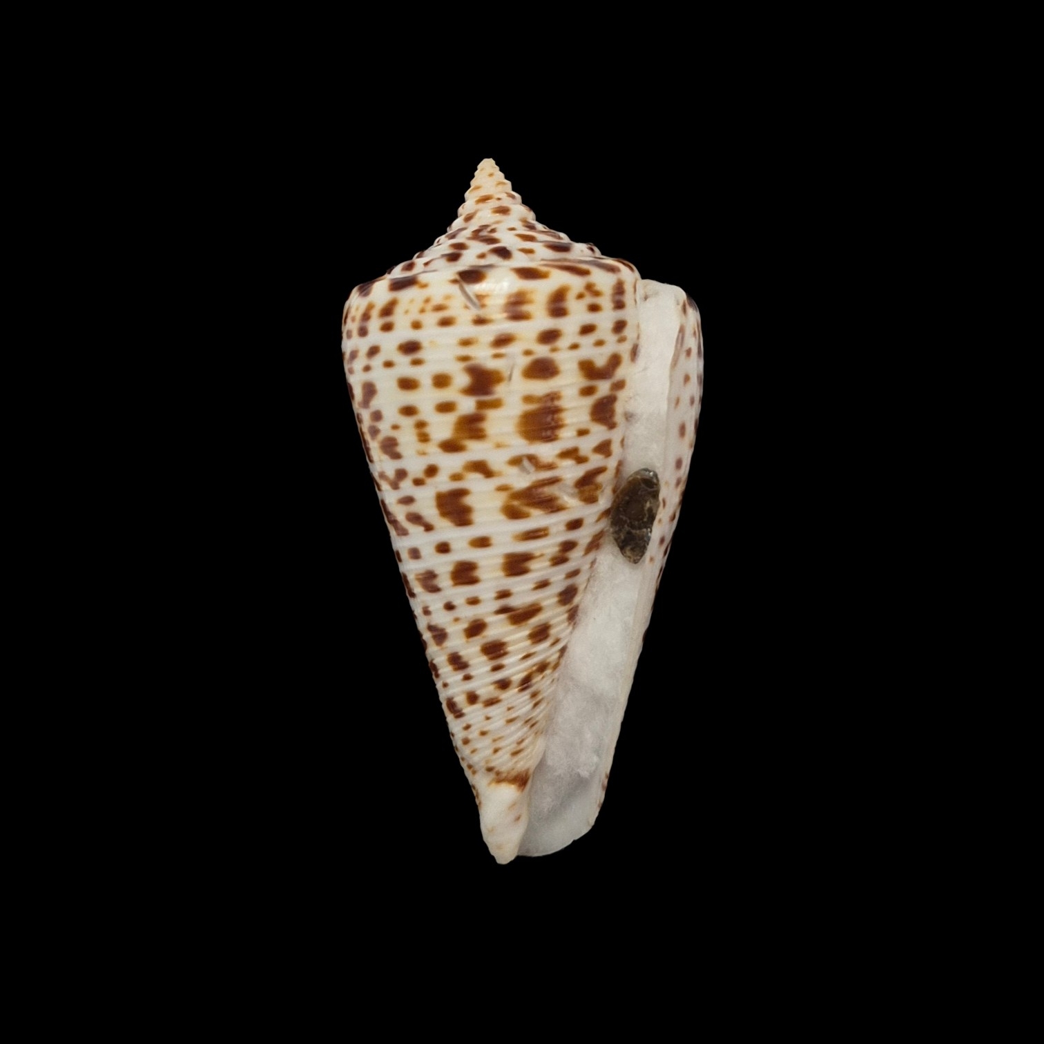 BC426 Conus spurius f. lorenzianus w/o - LARGE - Image 2