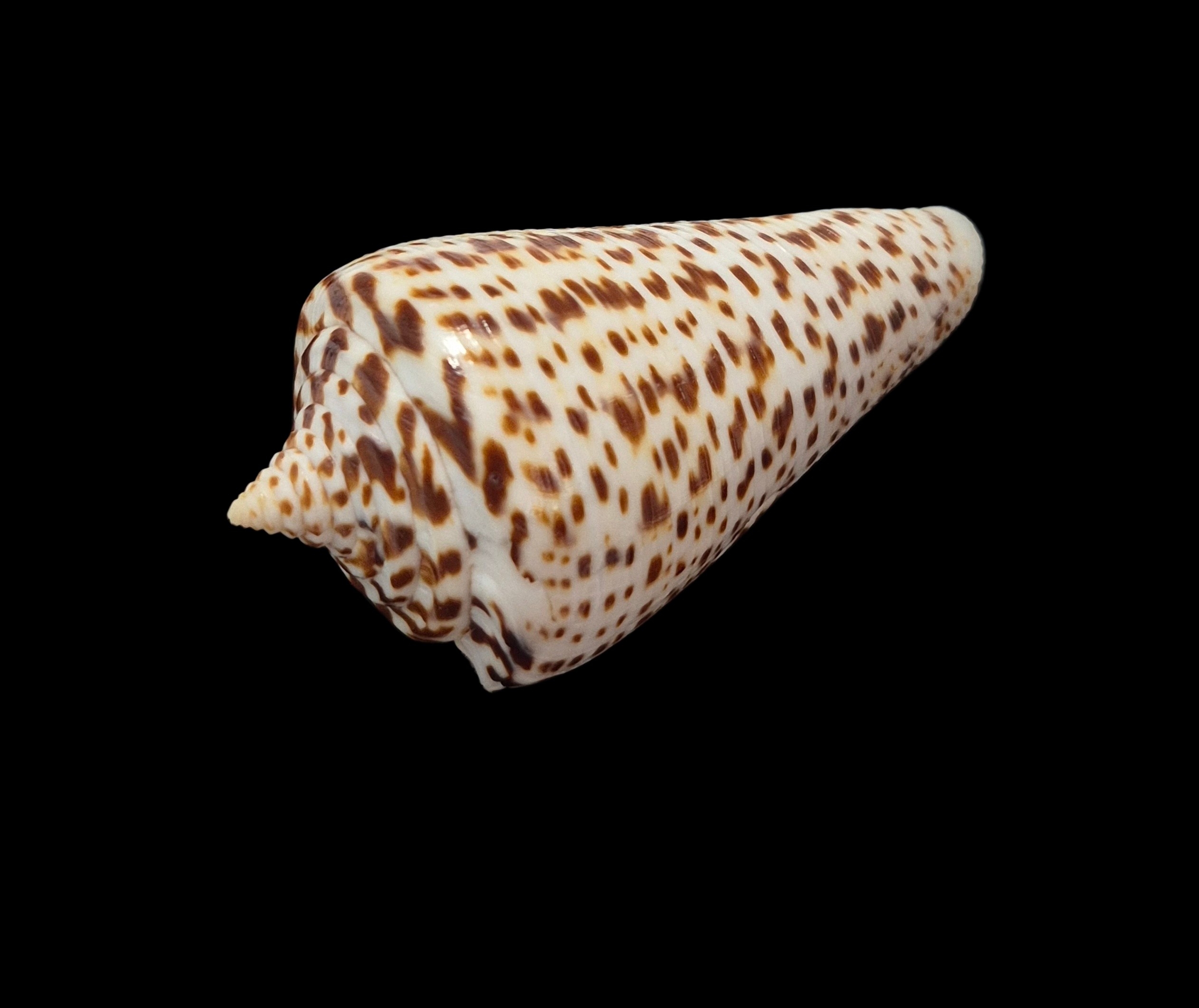 BC426 Conus spurius f. lorenzianus w/o - LARGE - Image 3