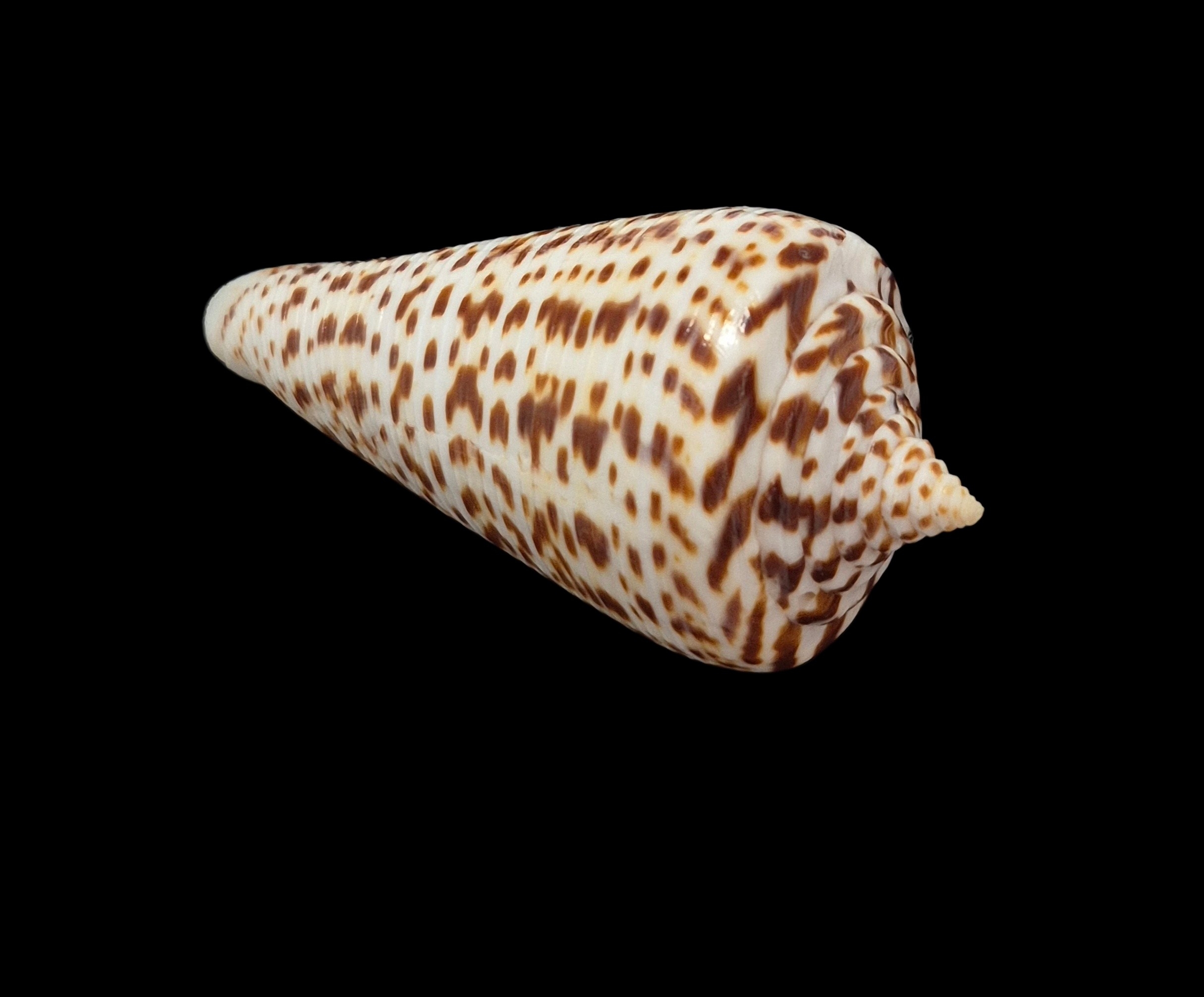 BC426 Conus spurius f. lorenzianus w/o - LARGE - Image 4