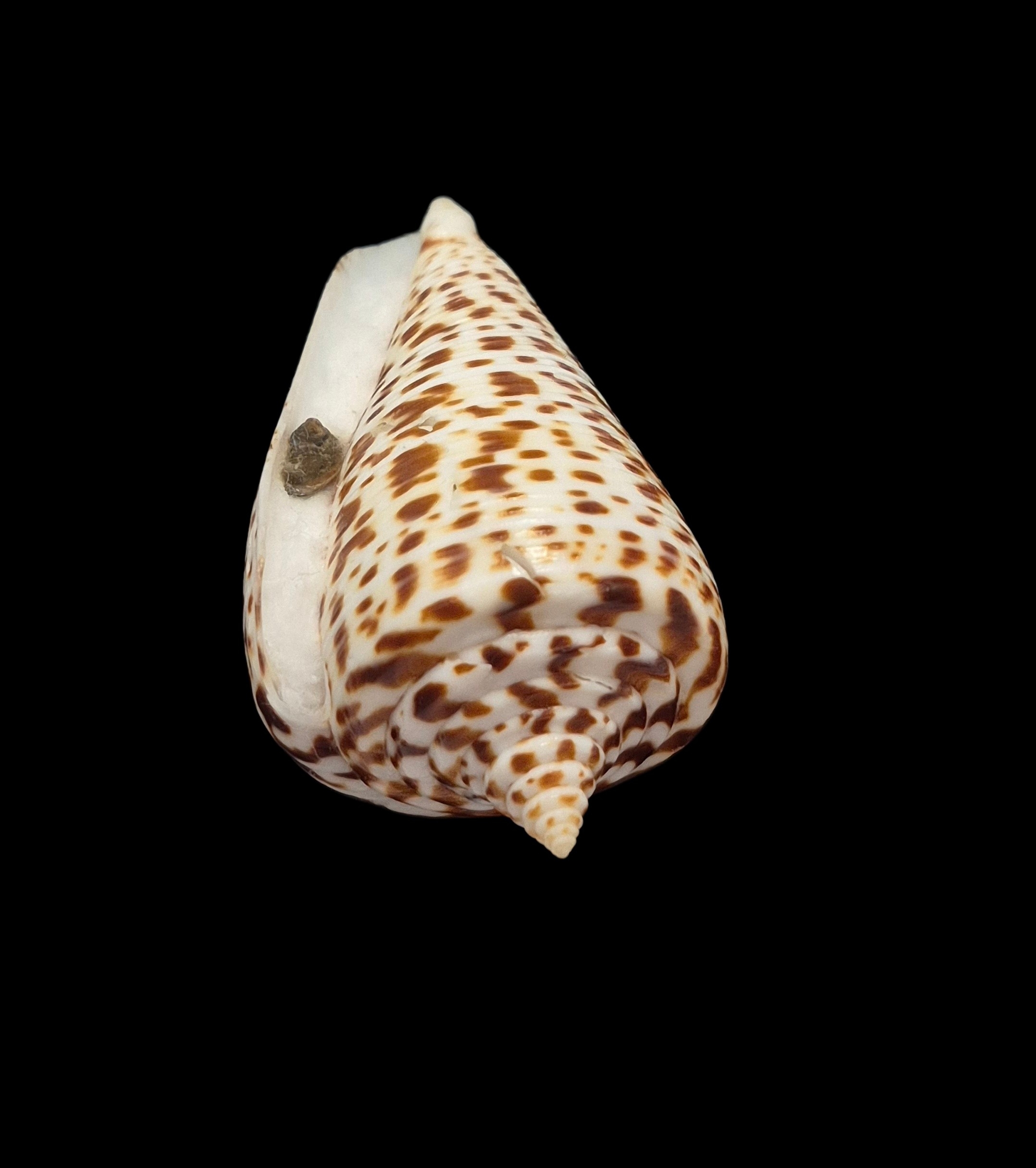BC426 Conus spurius f. lorenzianus w/o - LARGE - Image 5