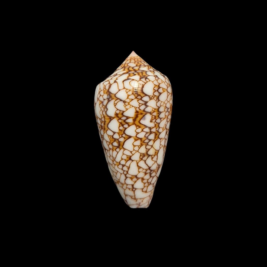 BC427 Conus textile - POLYNESIA VAR.