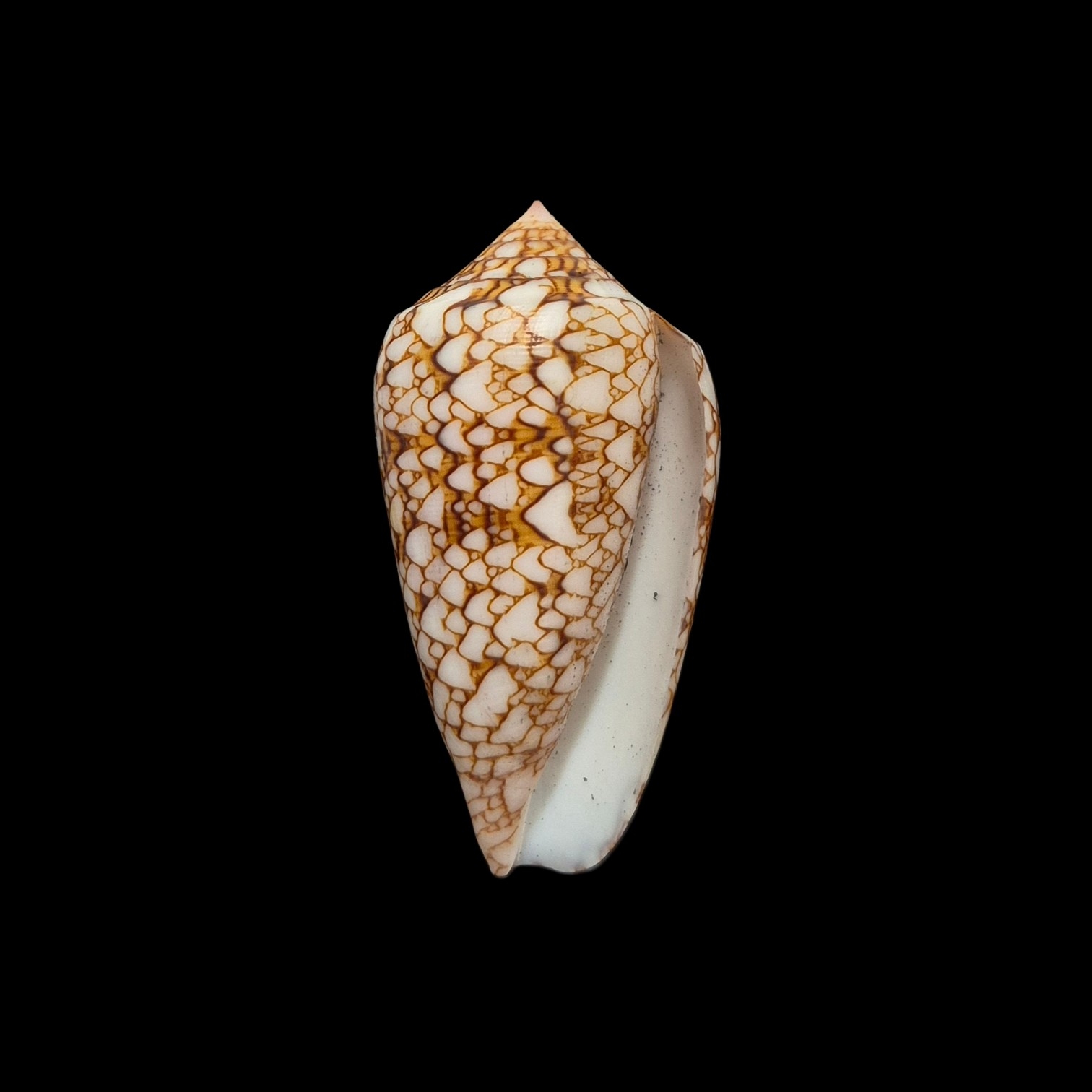 BC427 Conus textile - POLYNESIA VAR. - Image 2