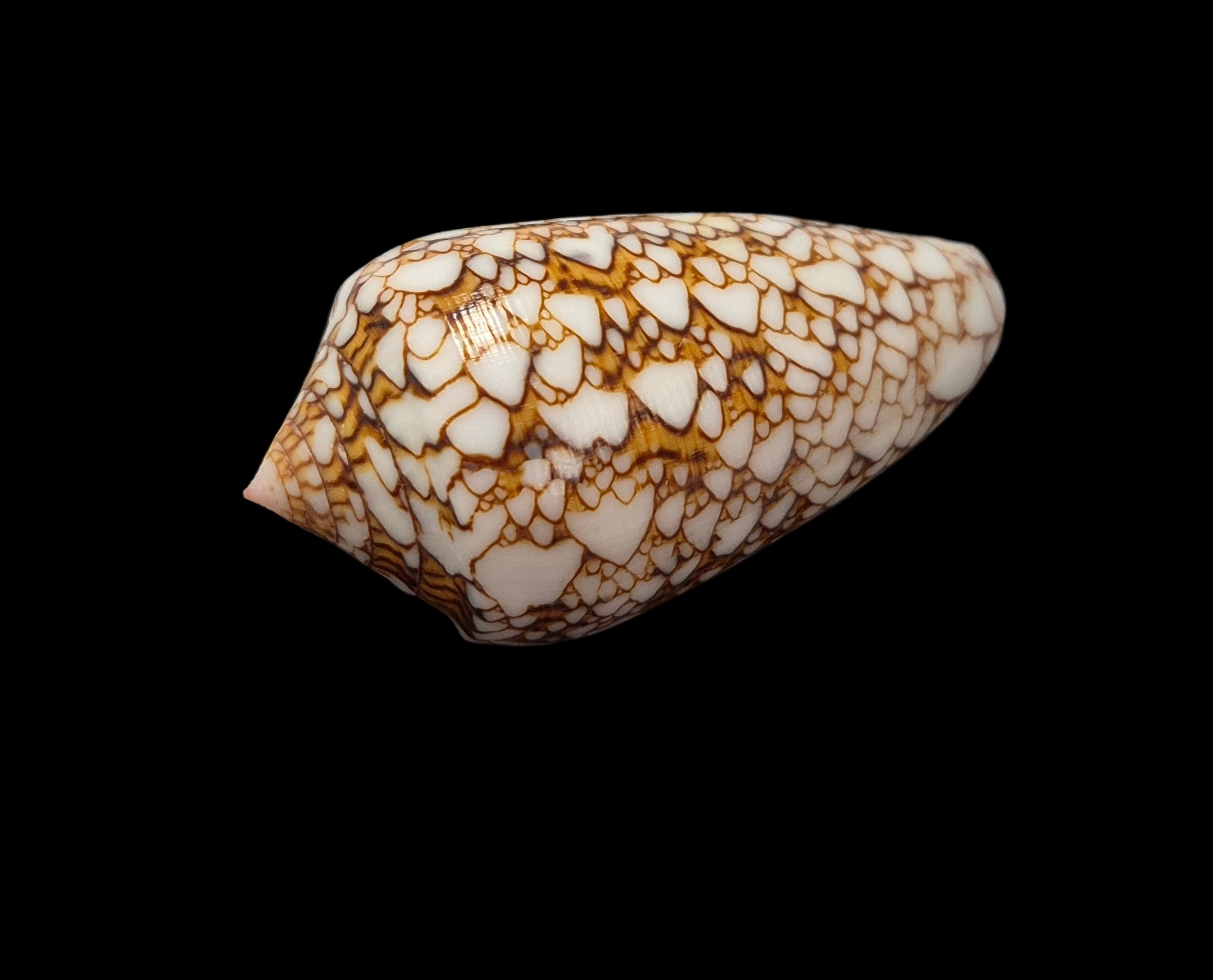 BC427 Conus textile - POLYNESIA VAR. - Image 3