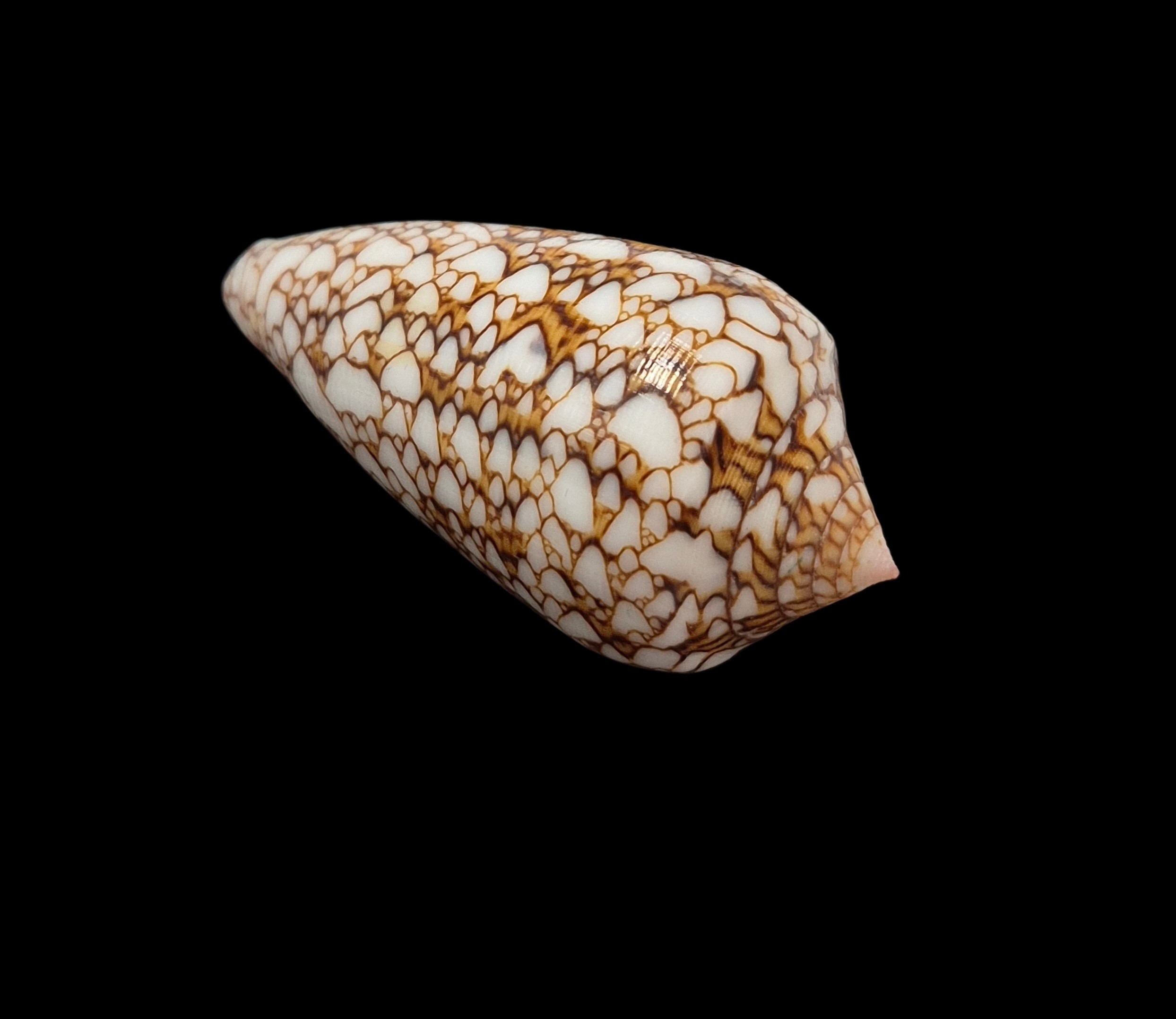 BC427 Conus textile - POLYNESIA VAR. - Image 4