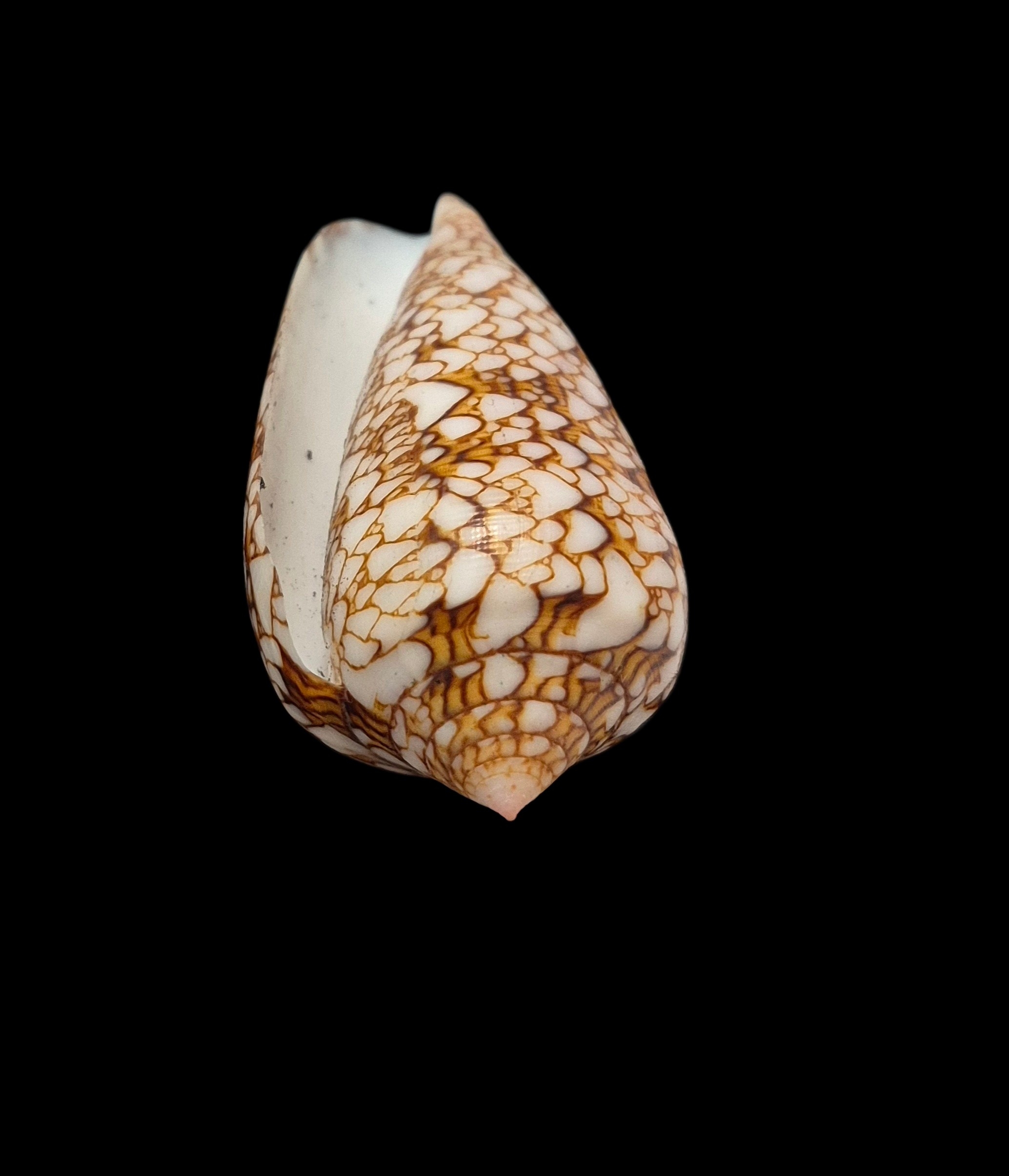 BC427 Conus textile - POLYNESIA VAR. - Image 5