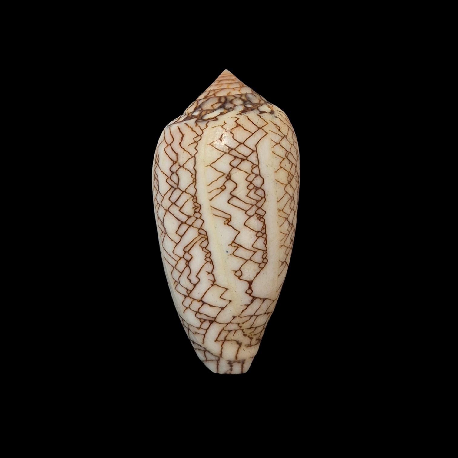 BC425 Conus textile f. concatenatus