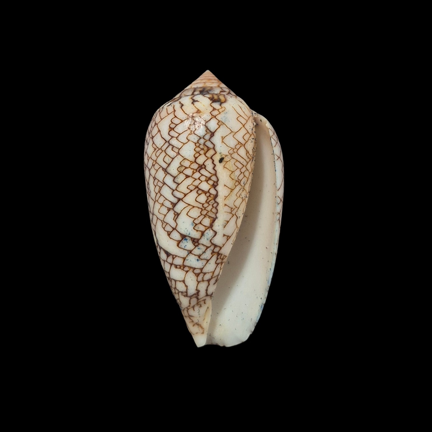 BC425 Conus textile f. concatenatus - Image 2