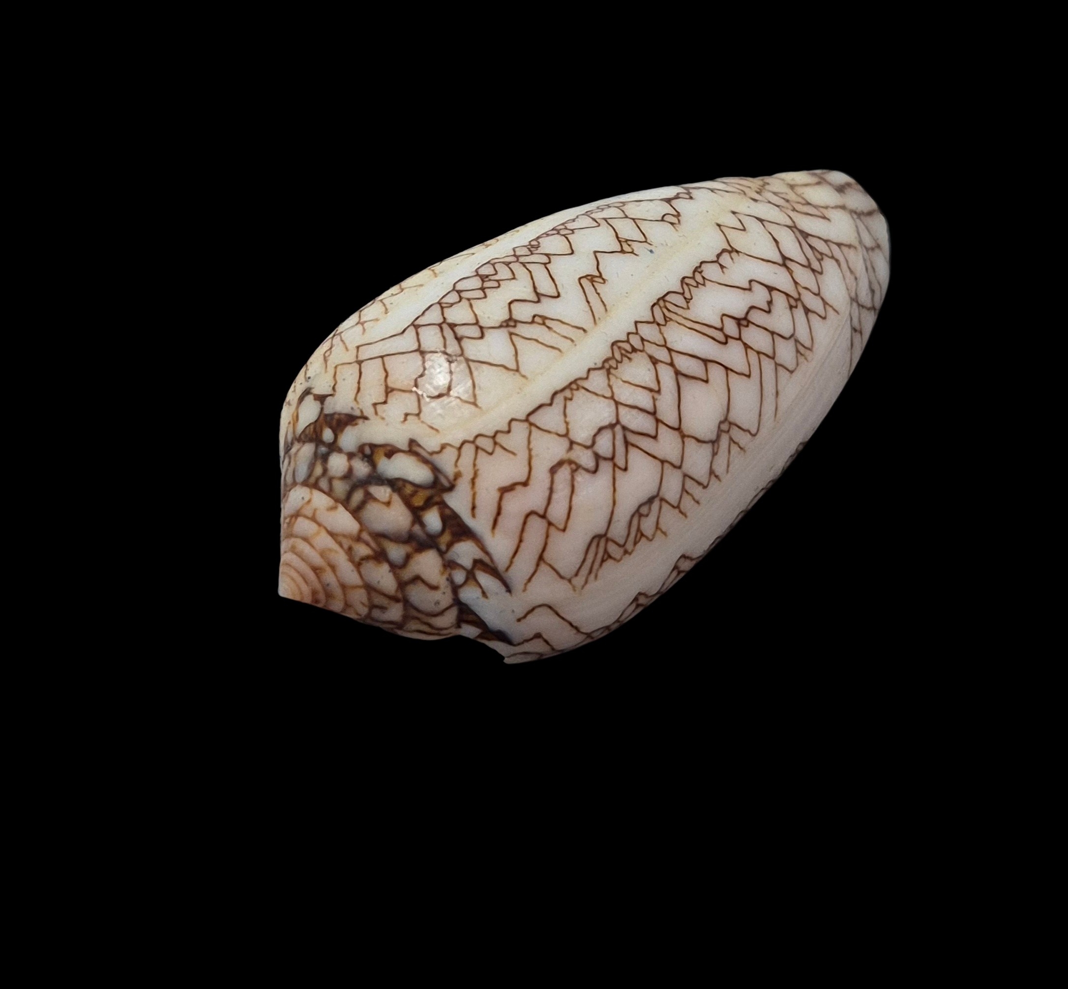 BC425 Conus textile f. concatenatus - Image 3