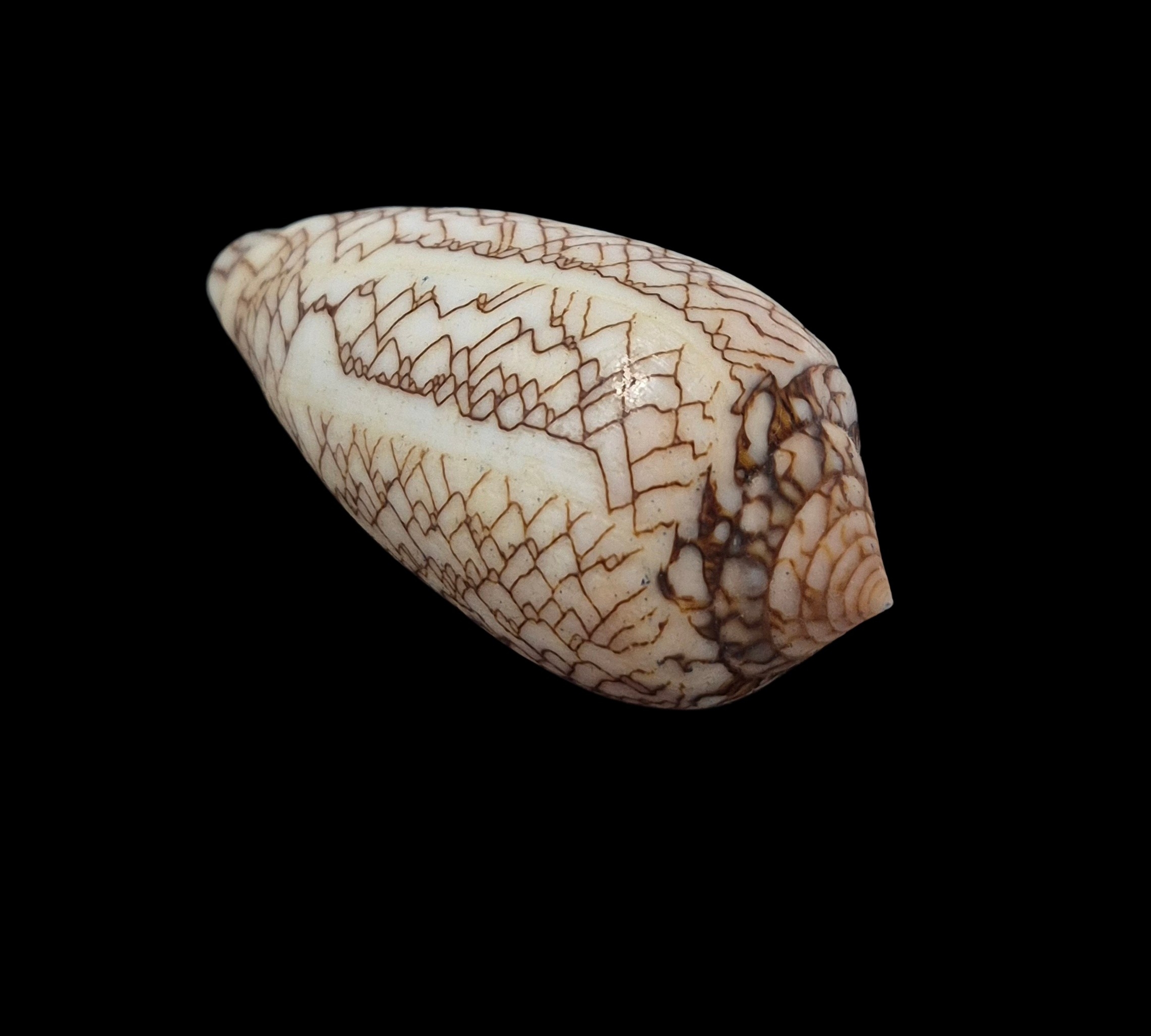 BC425 Conus textile f. concatenatus - Image 4