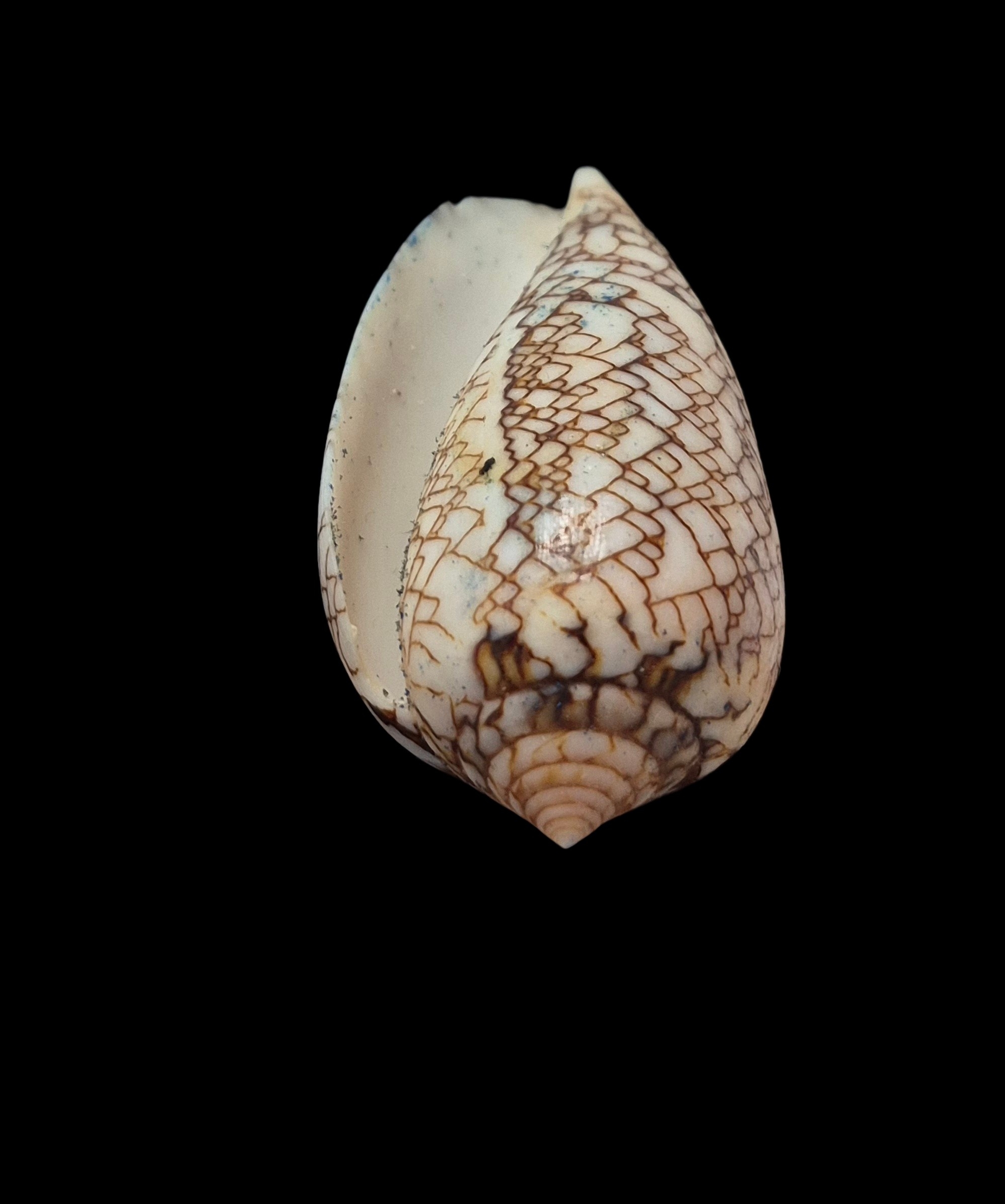 BC425 Conus textile f. concatenatus - Image 5