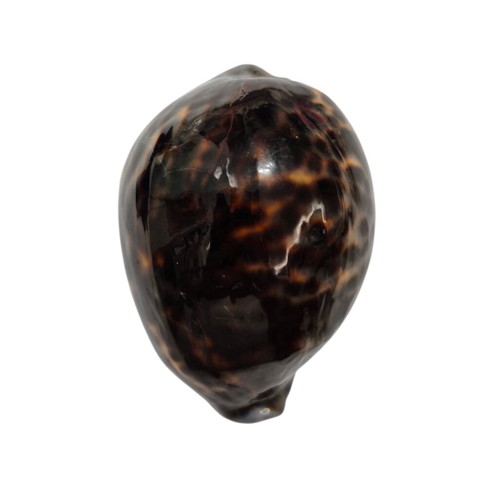 BC443 Cypraea tigris lorenzi - EXTRA-DARK