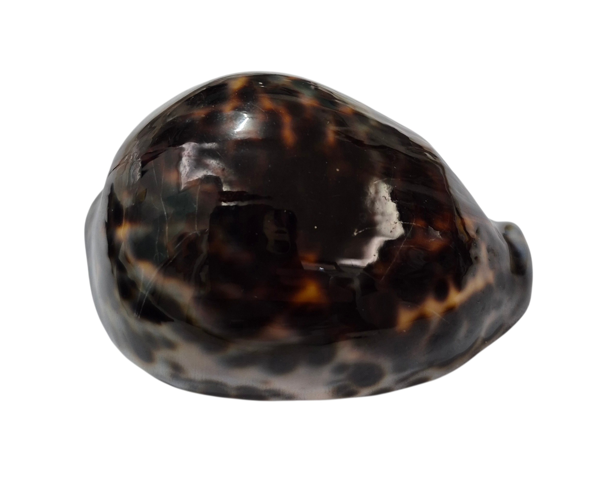 BC443 Cypraea tigris lorenzi - EXTRA-DARK - Image 2