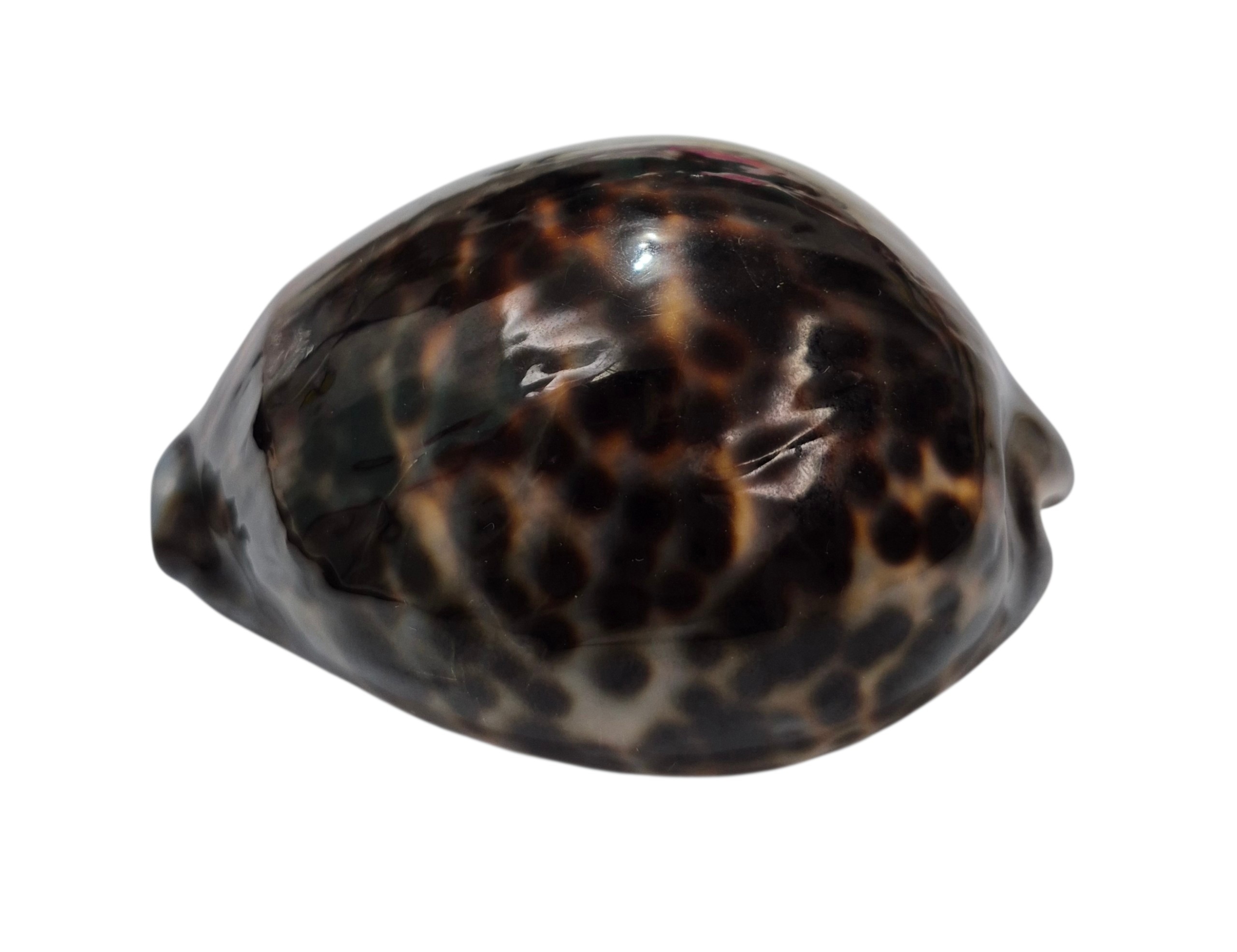 BC443 Cypraea tigris lorenzi - EXTRA-DARK - Image 3