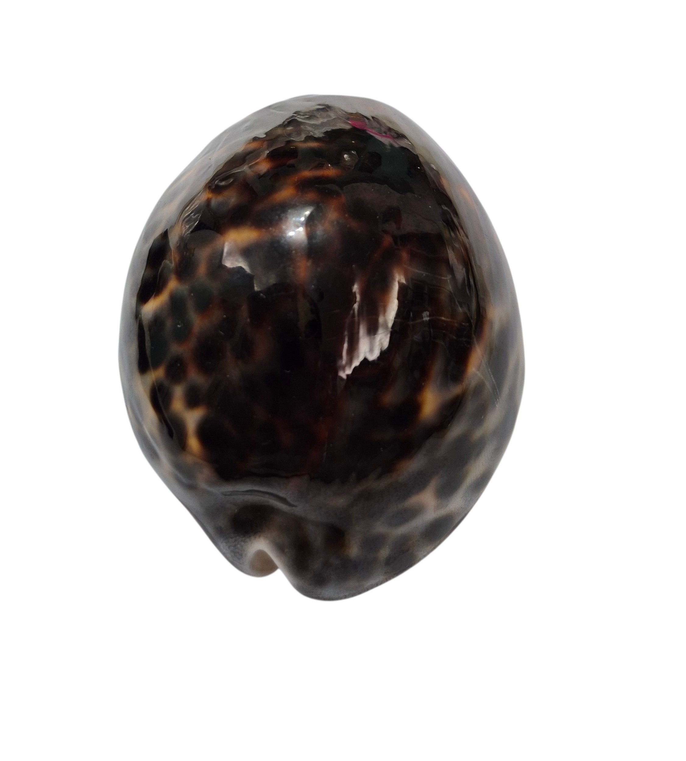 BC443 Cypraea tigris lorenzi - EXTRA-DARK - Image 4