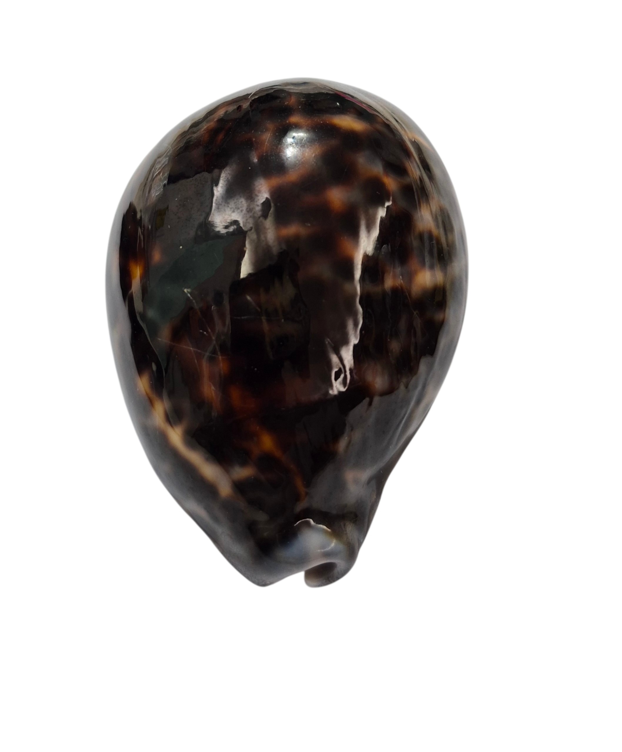BC443 Cypraea tigris lorenzi - EXTRA-DARK - Image 5