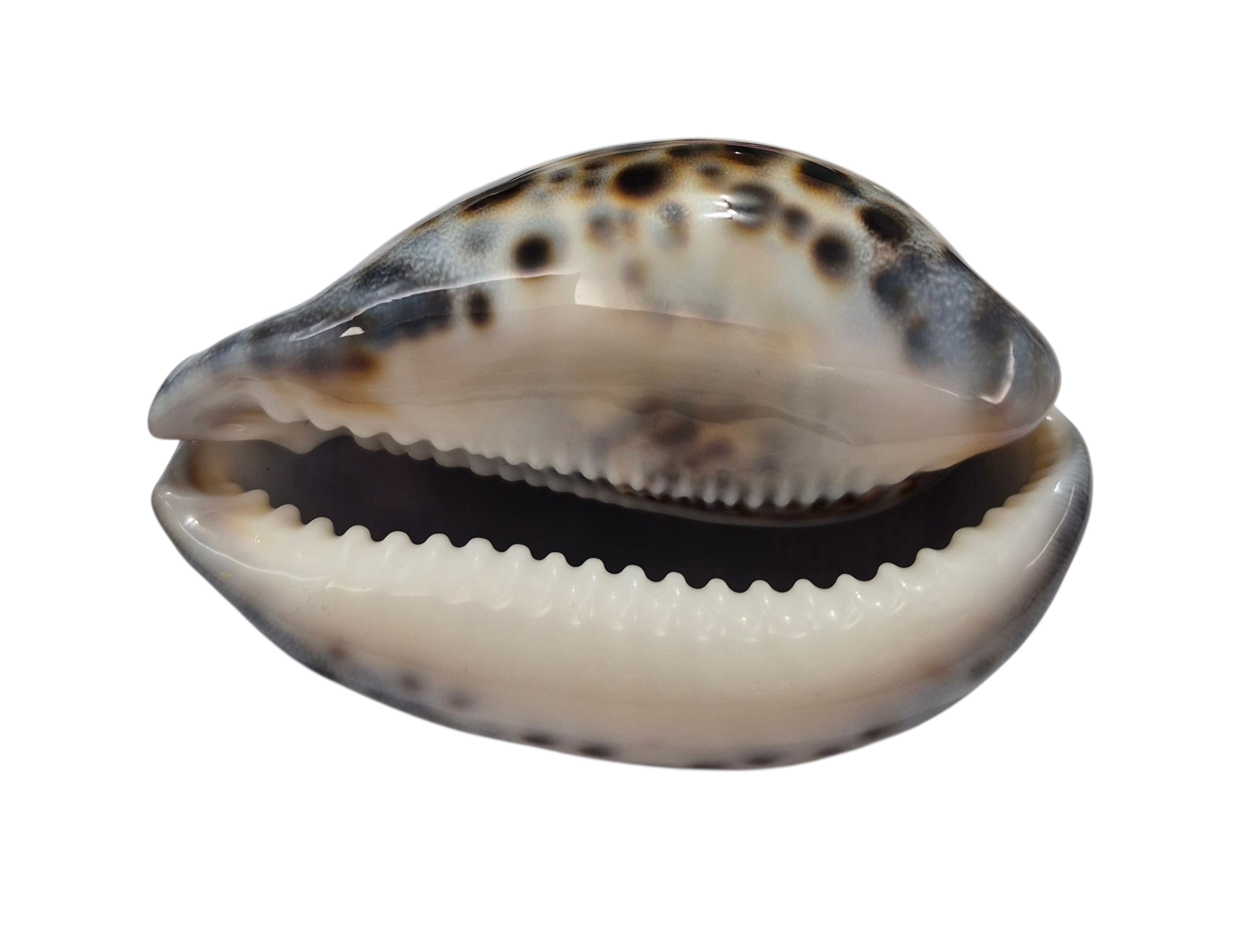 BC443 Cypraea tigris lorenzi - EXTRA-DARK - Image 6