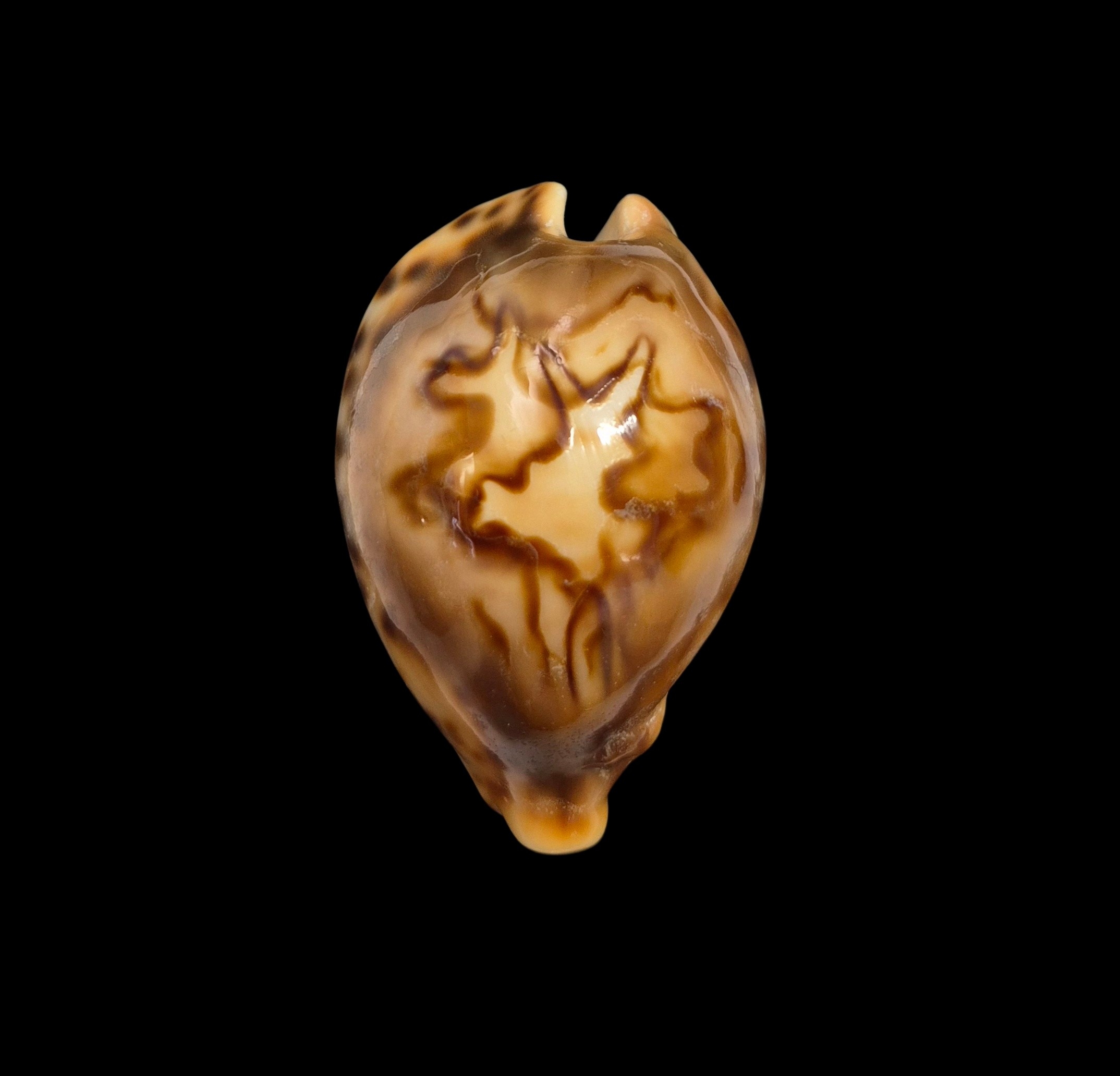 BC410 Barycypraea fultoni fultoni
