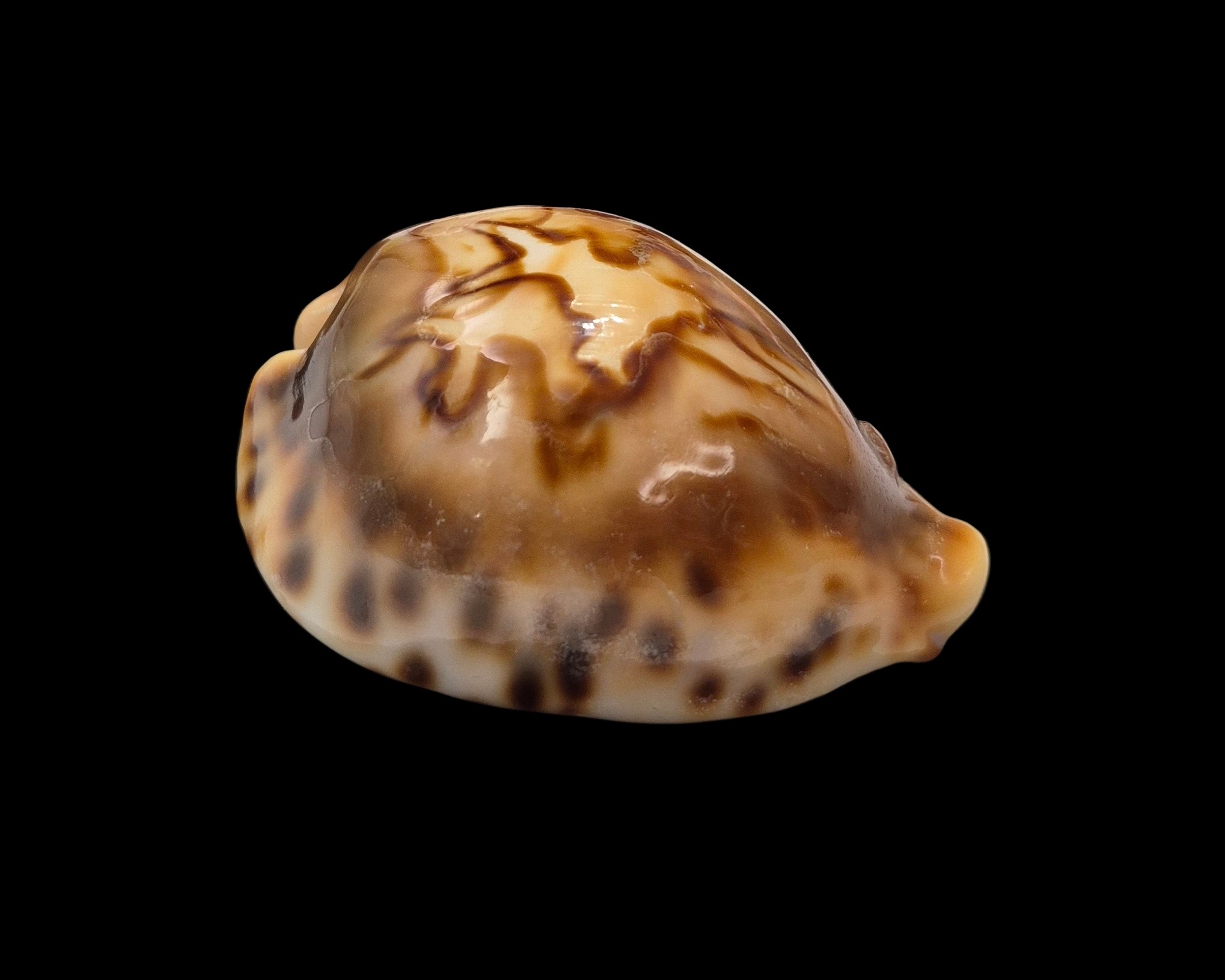 BC410 Barycypraea fultoni fultoni - Image 2