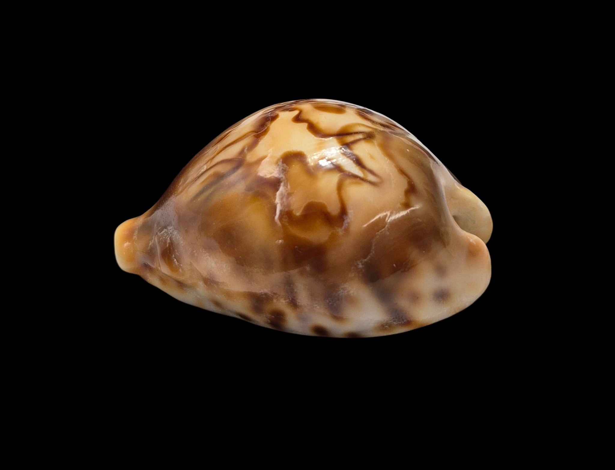BC410 Barycypraea fultoni fultoni - Image 3