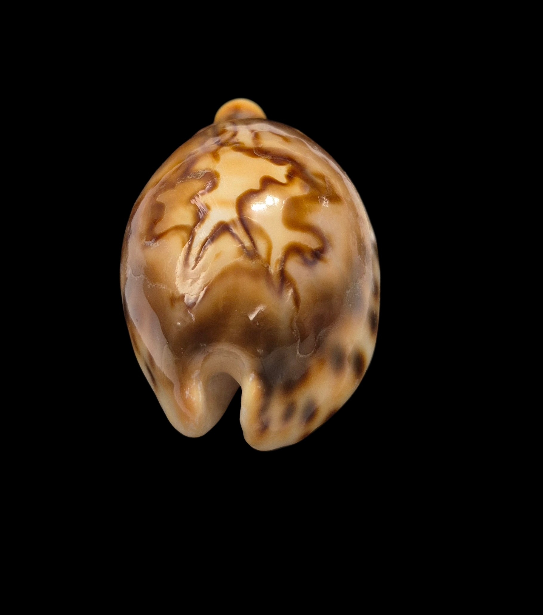 BC410 Barycypraea fultoni fultoni - Image 5