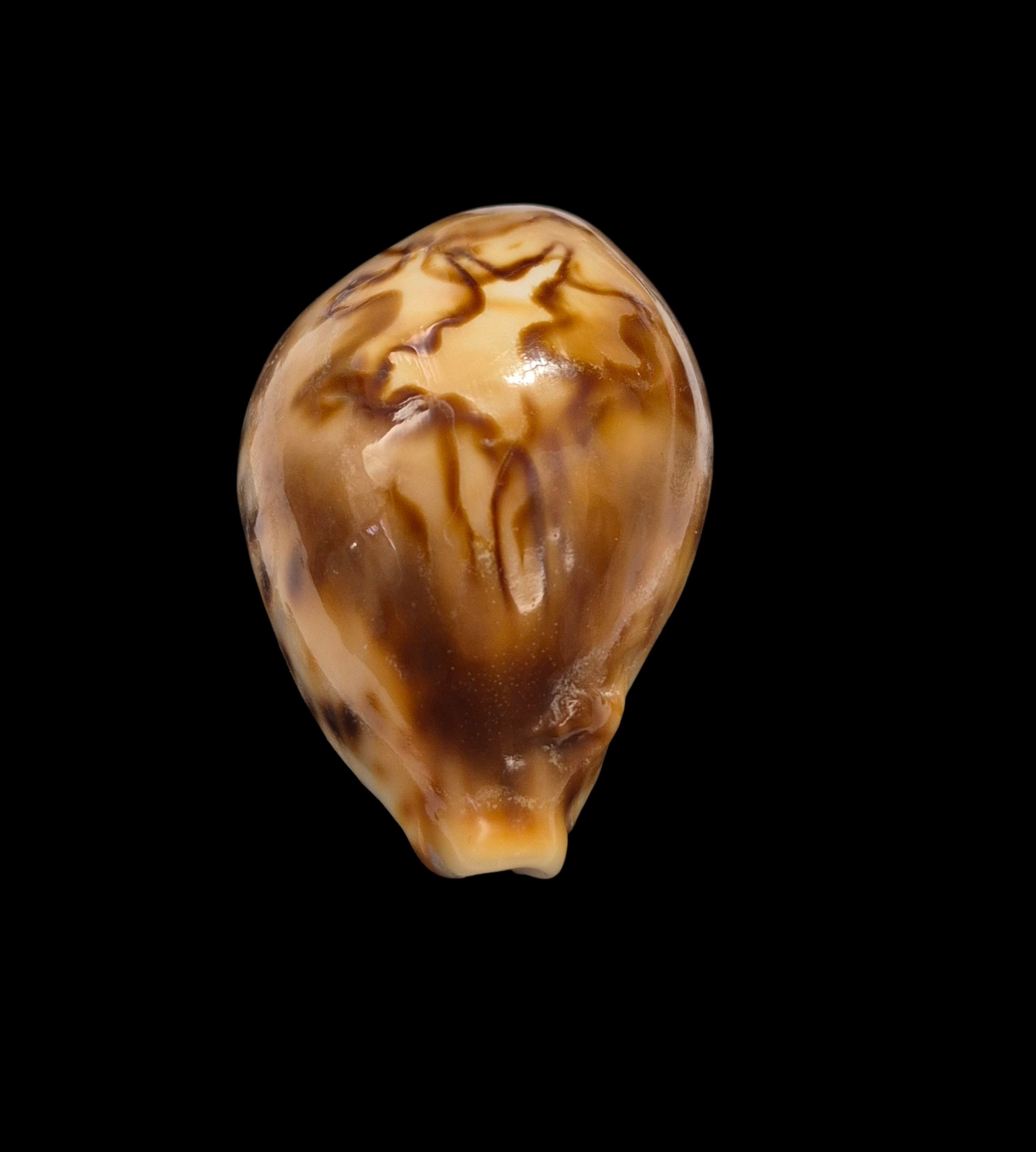 BC410 Barycypraea fultoni fultoni - Image 6