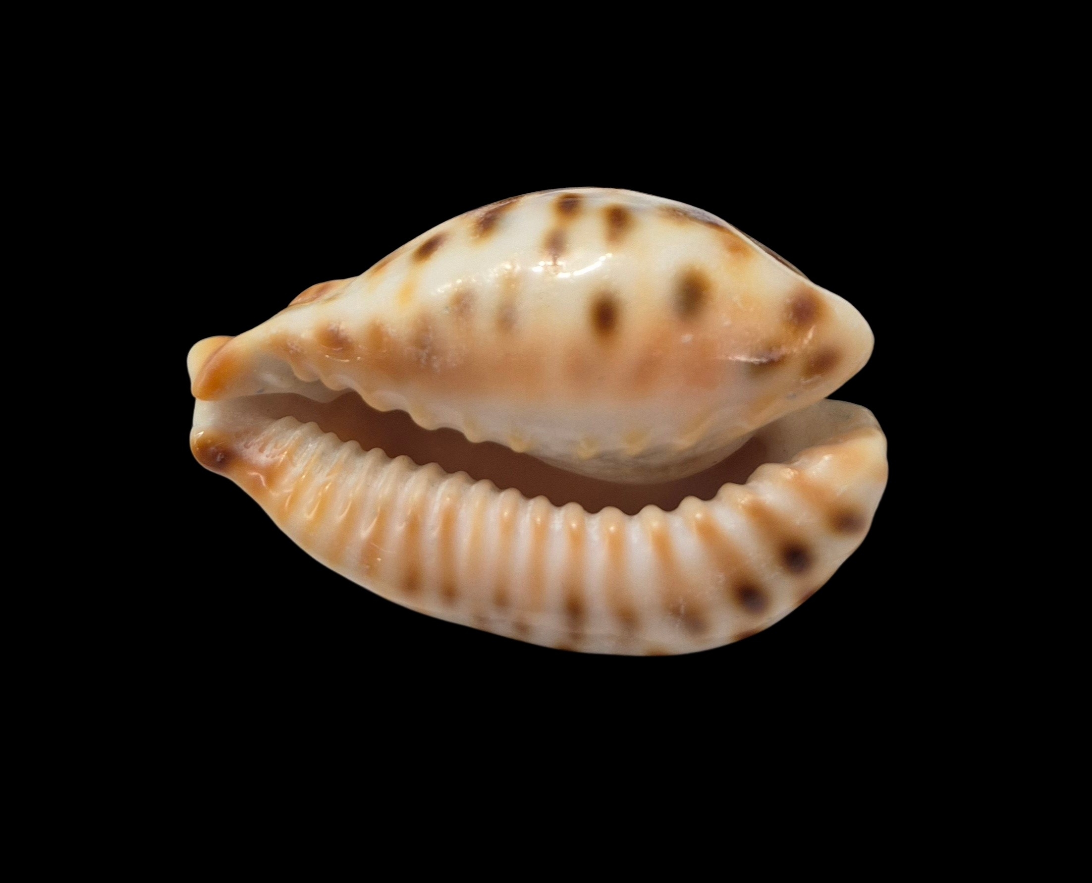 BC410 Barycypraea fultoni fultoni - Image 4