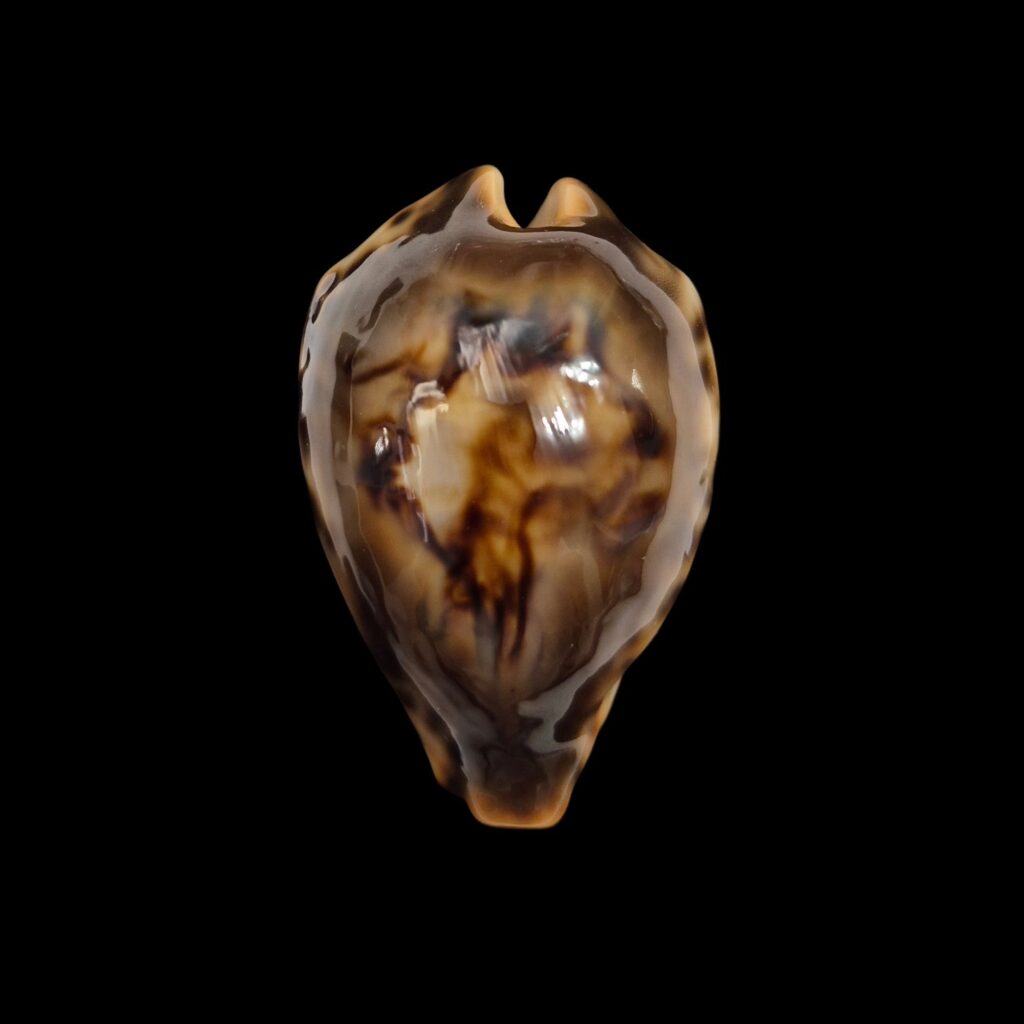 BC001 Barycypraea fultoni fultoni - A LITTLE JEWEL