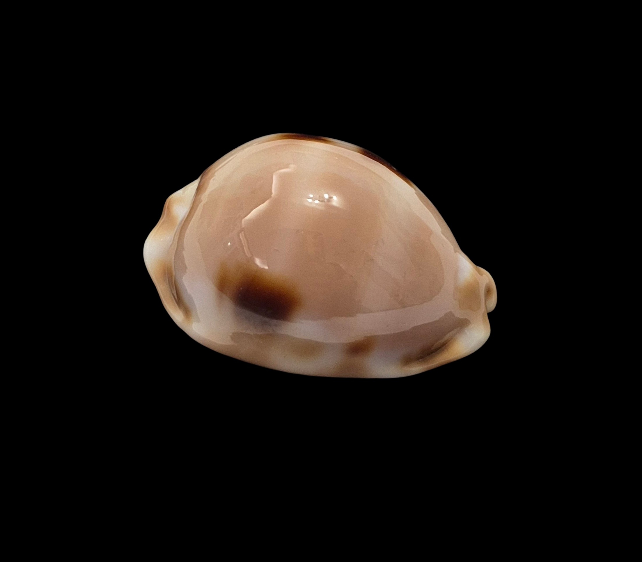 BC456 Luria tessellata - HUGE and HEAVY - Image 2