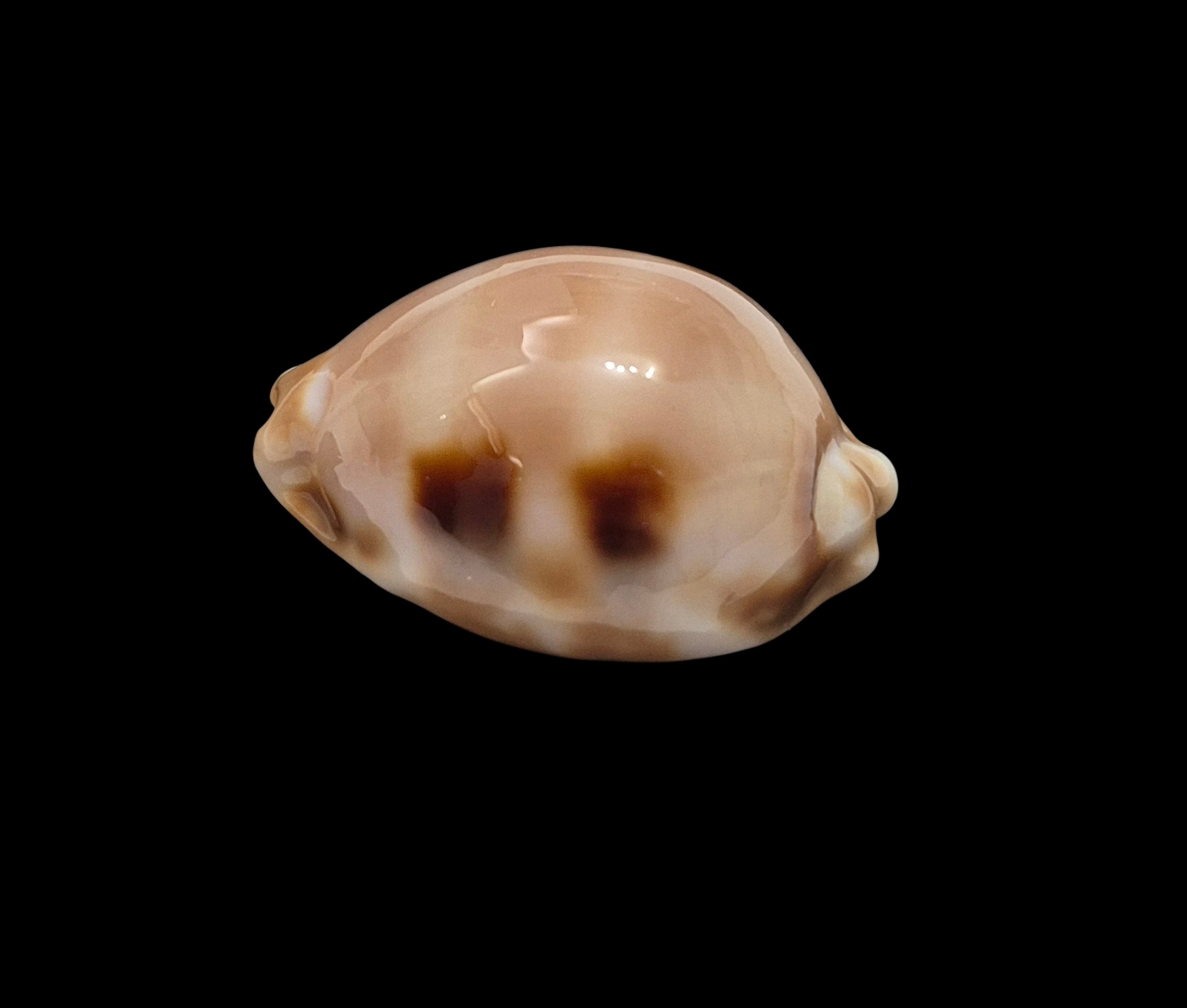 BC456 Luria tessellata - HUGE and HEAVY - Image 3