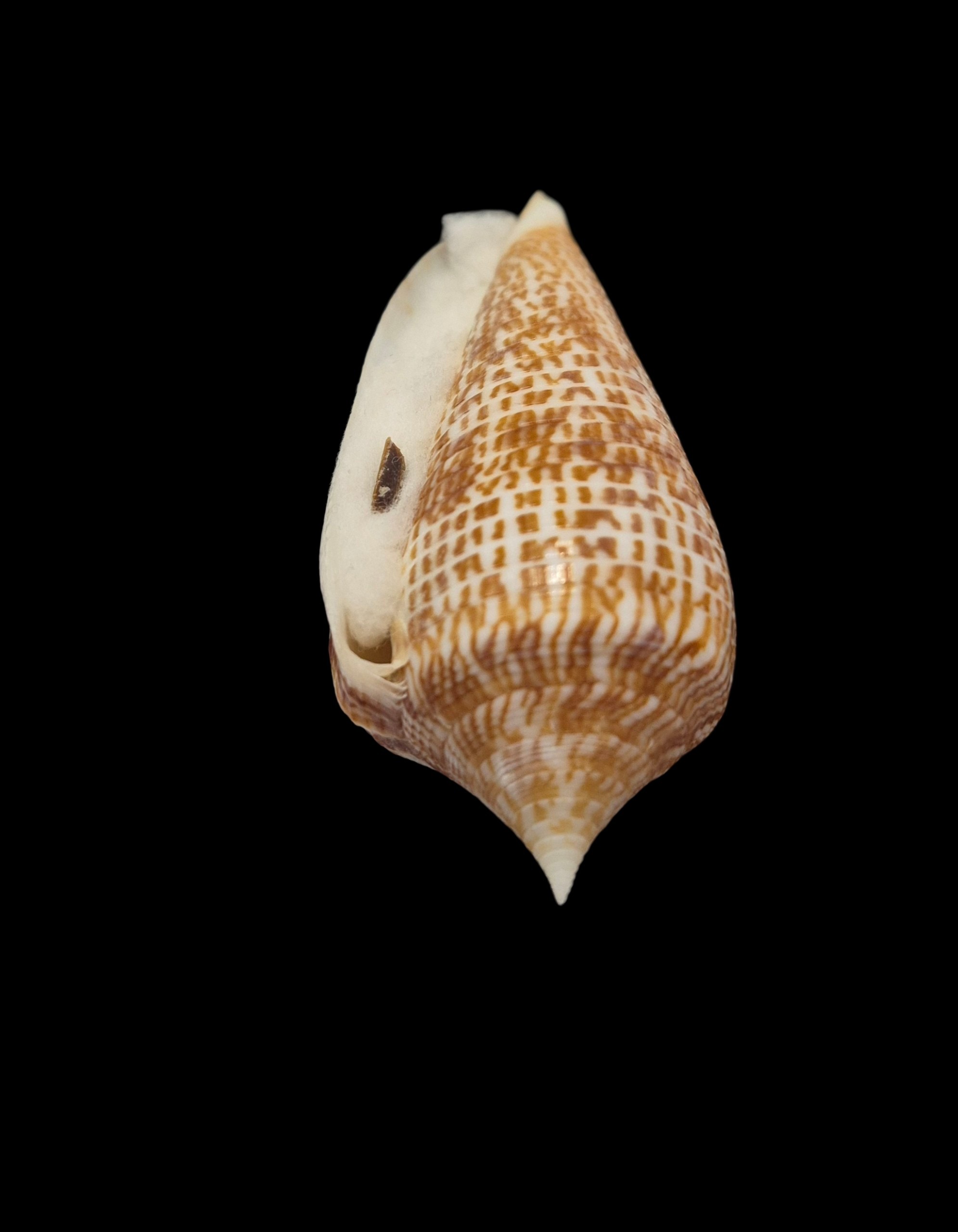 BC311 Conus armadillo w/o - Image 3