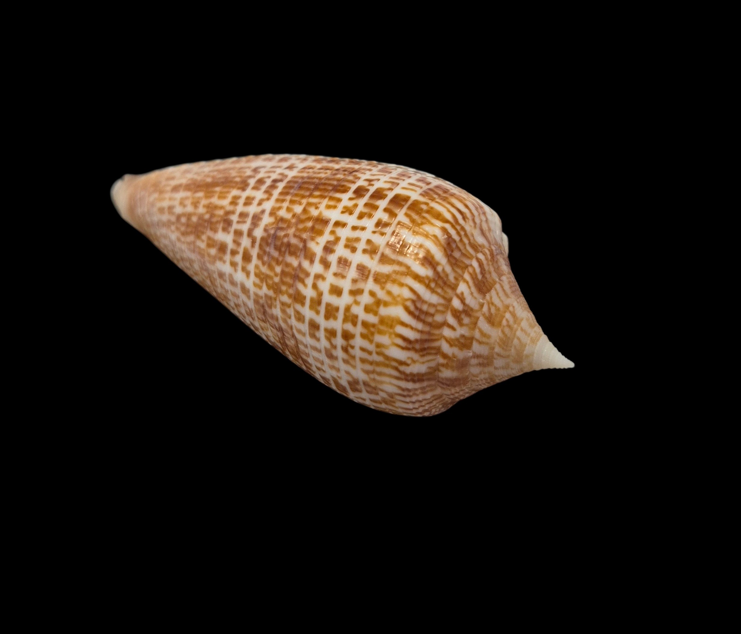 BC311 Conus armadillo w/o - Image 4