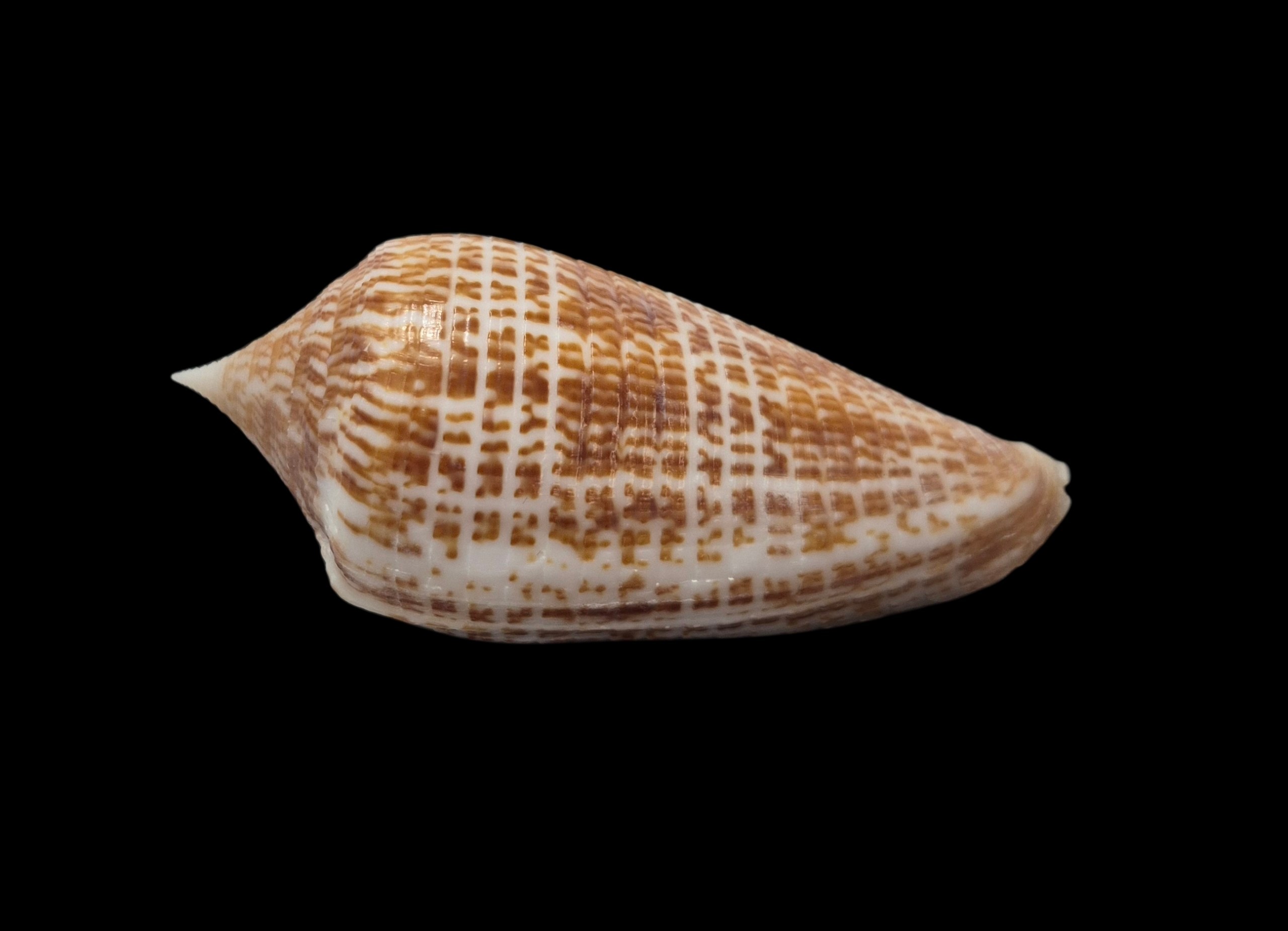 BC311 Conus armadillo w/o - Image 5