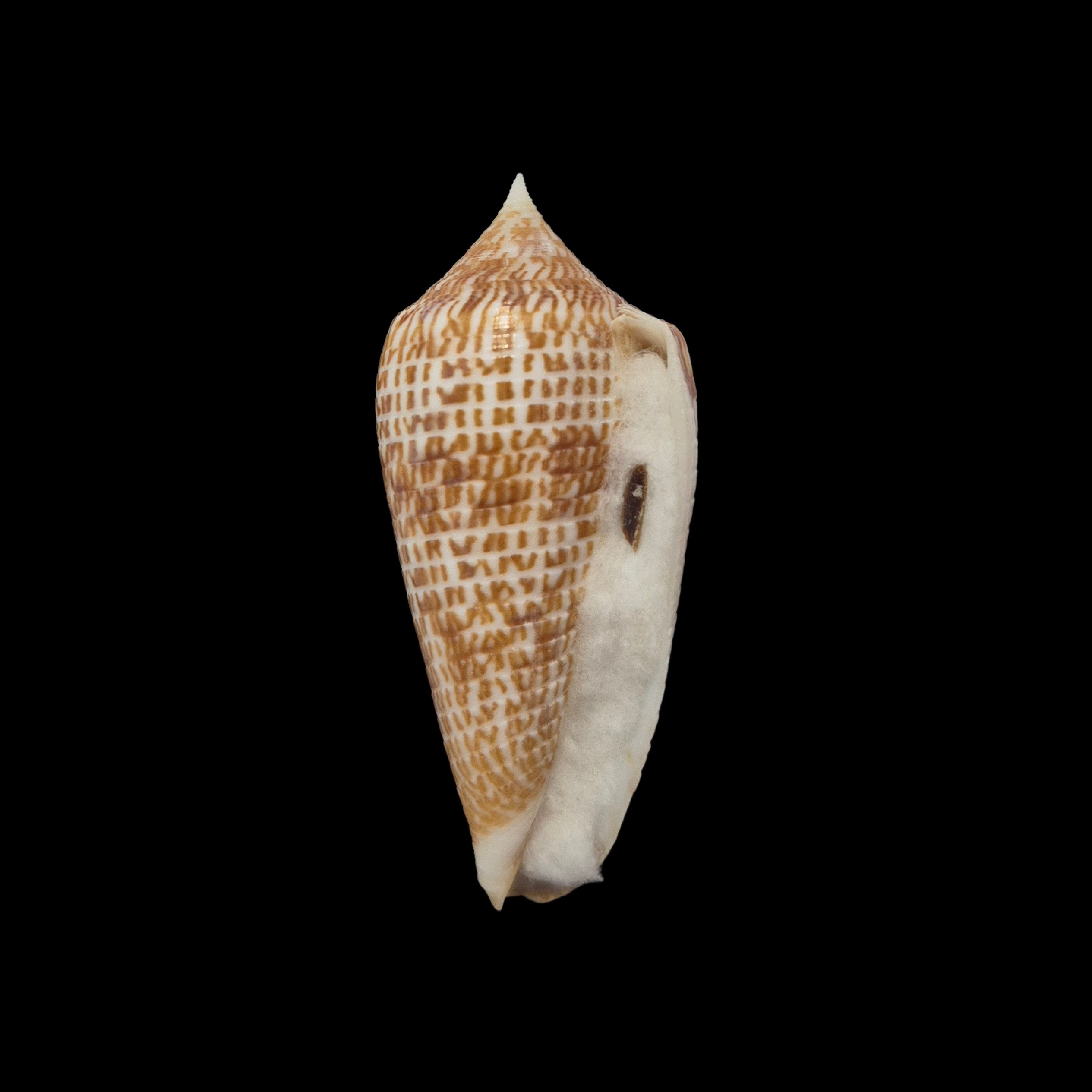BC311 Conus armadillo w/o - Image 2