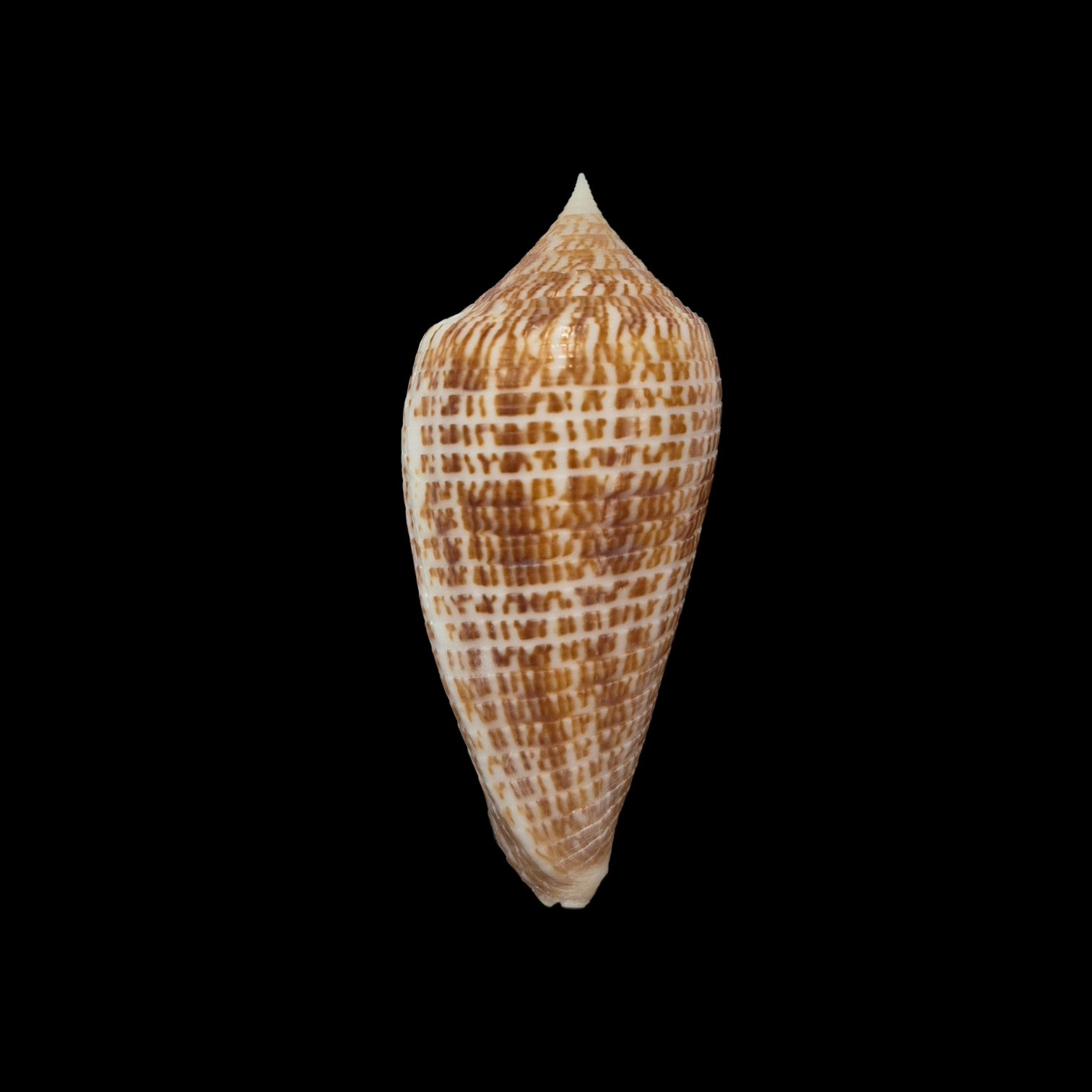 BC311 Conus armadillo w/o