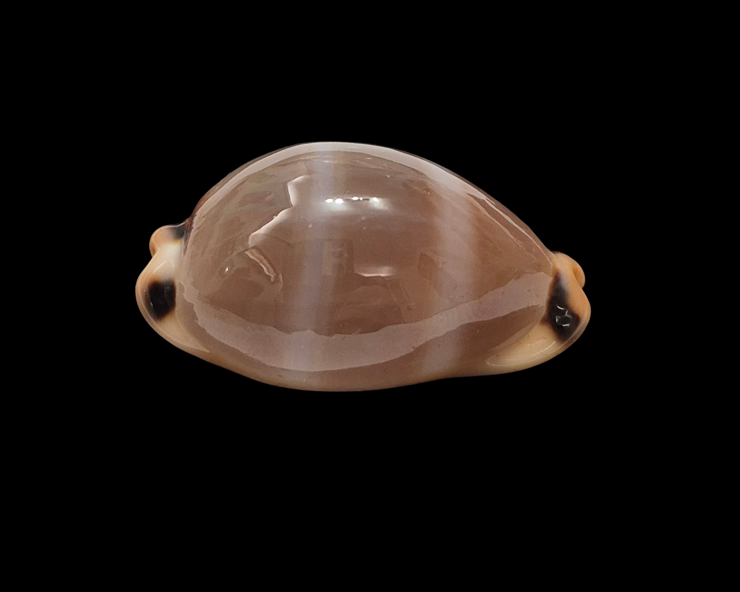 BC451 Luria lurida oceanica - BIG SIZE - Image 3